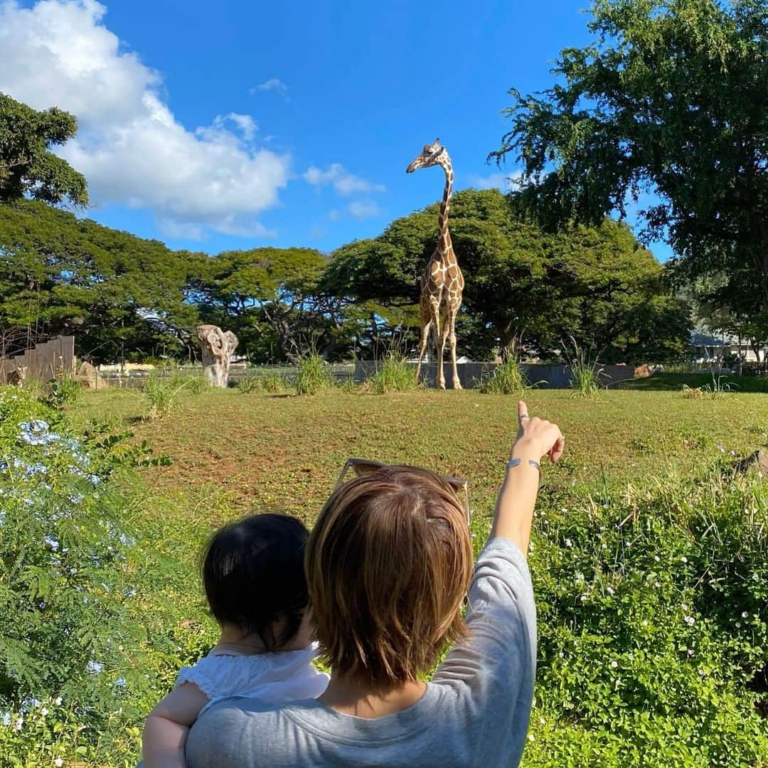 長谷川あやさんのインスタグラム写真 - (長谷川あやInstagram)「🦒🦒🦒 #trip #travel #happy #hawaii #honolulu #hawaiitrip #honoluluzoo #あや旅成長日記 #子連れ旅行 ・ ・ ・ キリンはっけーーーん👀‼️ 結構近くまで来てくれた💛 ・ 動画はペンギンにそこまで興味のない小夏さんと 謎の猿に大興奮な大人達👏😂笑 ・ 子供がいなかったらきっと なかなか来る機会のなかった#ホノルル動物園  なんだけど来てみたら来てみたで 普通にめちゃくちゃ楽しかった👧✌️💓 ・ ちゃっかり動物園デビュー💛💛💛」12月15日 21時22分 - ayasuke_0516