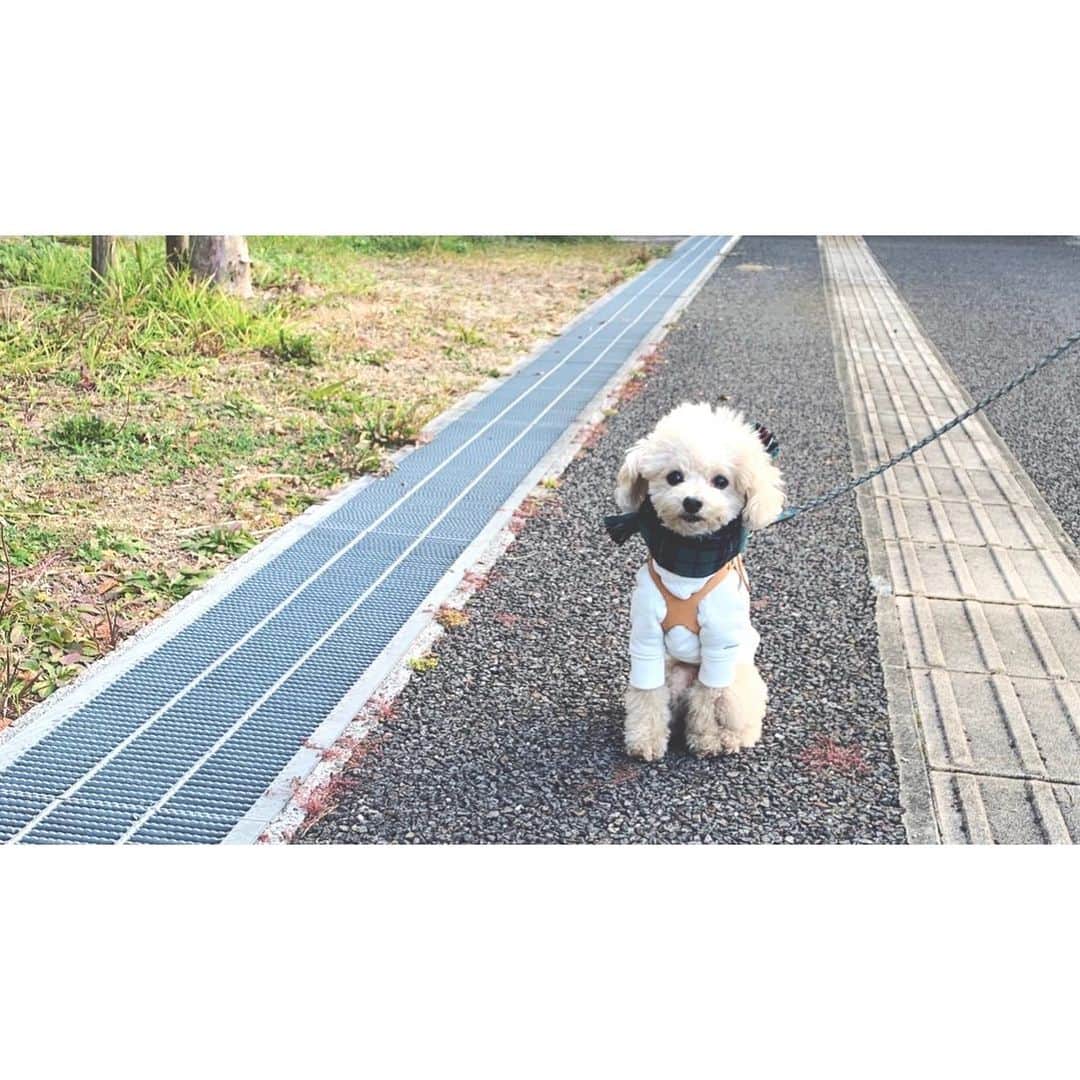 mizuのインスタグラム：「ケホケホなっちゃうので遂にバディベルトデビュー⁎* なかなか踏み出せなかったけど、もっと早くしてあげるべきだった。。」