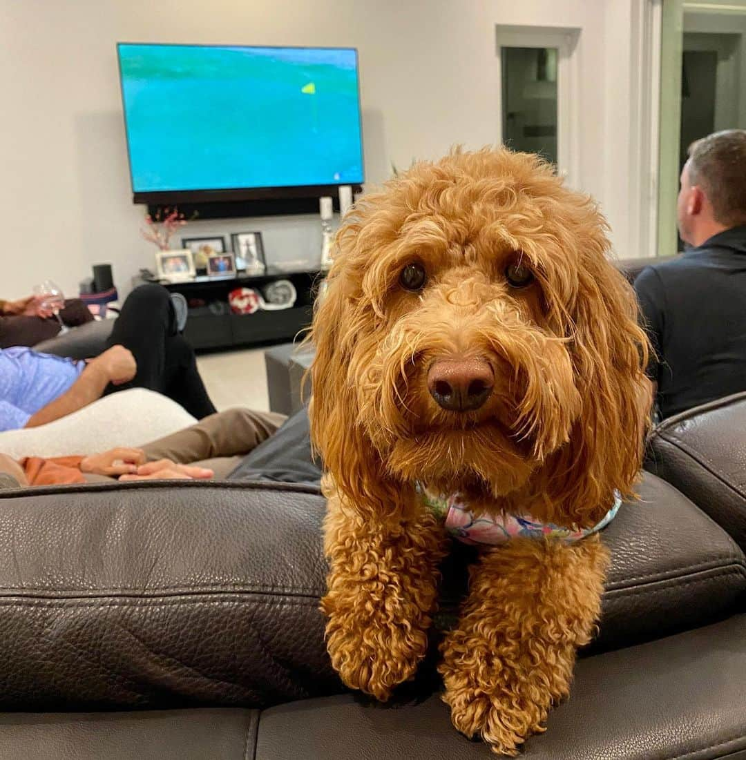 モーガン・プレッセルさんのインスタグラム写真 - (モーガン・プレッセルInstagram)「Prez Cup watch party.... who you got?? 🇺🇸🇺🇸🇺🇸 #GoUSA .  Update: Great comeback by Team USA!! Congrats! Exciting to watch! 🇺🇸🇺🇸🇺🇸」12月15日 12時44分 - mpressel