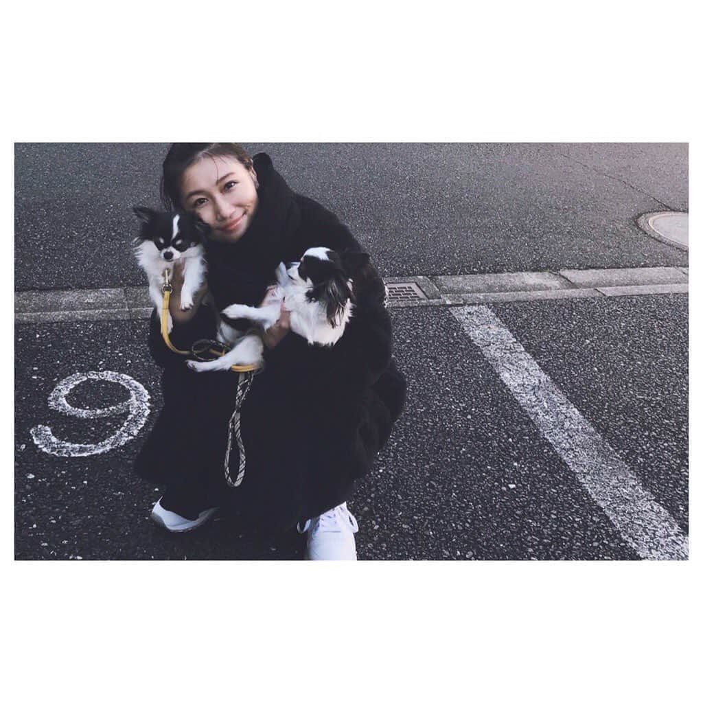 のインスタグラム：「犬はカメラに媚びない  AIO　#犬  #ロングコートチワワ #dog  #散歩 #ぶらり旅」