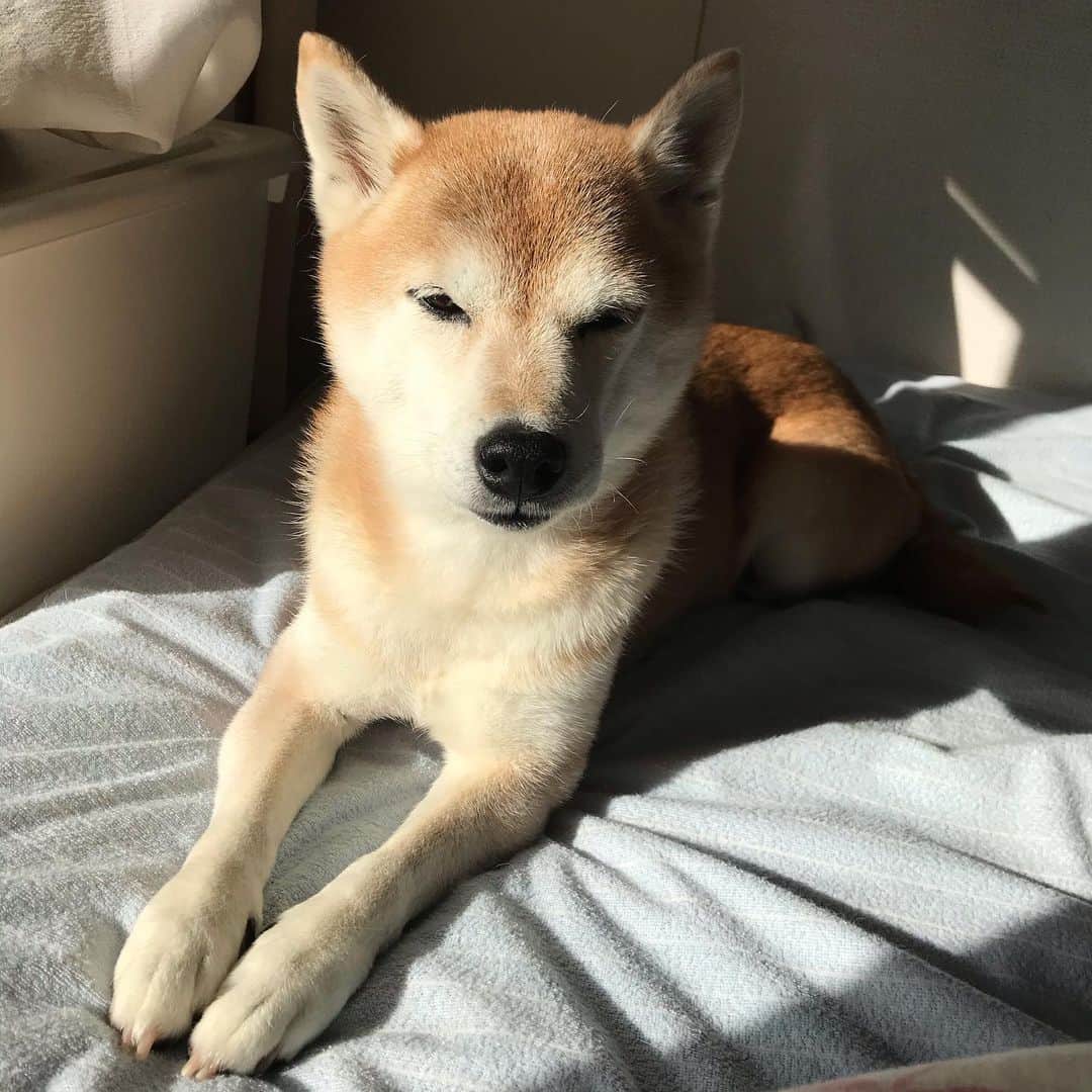 名倉右喬さんのインスタグラム写真 - (名倉右喬Instagram)「陽だまりでまどろむ しばたくん。 暖かくて眠いのです。  #柴犬　#しばたくん #しばたくんと名倉右喬の部屋」12月15日 13時24分 - ukyo.nagura