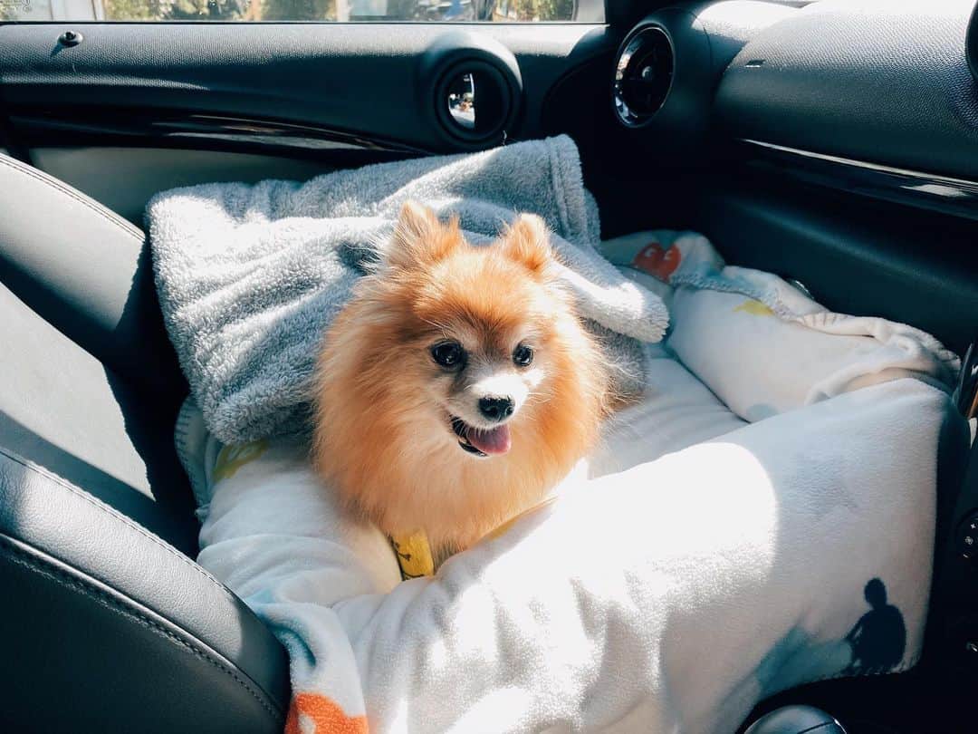 のインスタグラム：「Chronic kidney failure at age of 14 and 11 months olds. She was diagnosed 8 months ago but this pass few weeks her conditions’ getting worse including vomiting, feeling tired, and loss all her appetite. Today is her day 3 of IV. She looks better than yesterday; she barks and walk around a bit more herself with a little limp back legs. Hoping it a good news to mom like me. 🦁〰️」