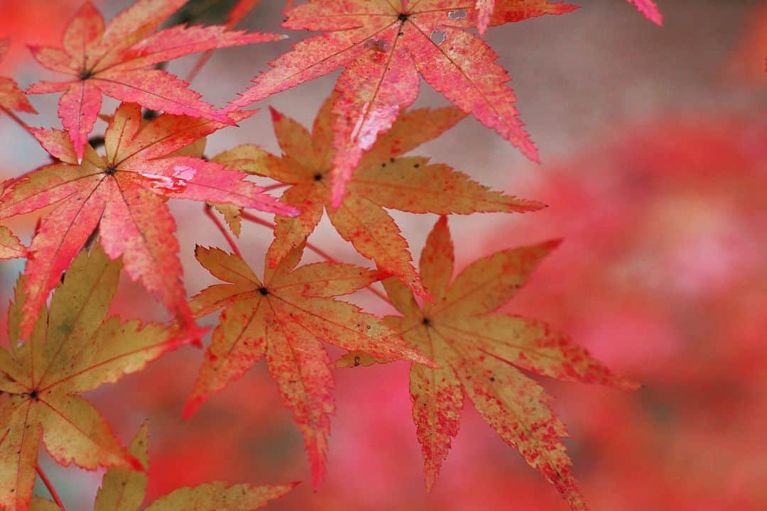 千倉里菜さんのインスタグラム写真 - (千倉里菜Instagram)「紅葉お裾分け🤲🍁 . この、葉の先に向かってまだらに赤くなる感じ好き . . . _ #高尾山 #高尾山紅葉 #登山 #山登り #ハイキング #山登りコーデ #紅葉 #紅葉 #紅葉狩り #秋 #hiking #hikingadventures #mountain #mountains #climbing #climbing_lovers #autumn #leaves #autumnleaves #autumncolors #🍁」12月15日 13時41分 - rina_amatsuma