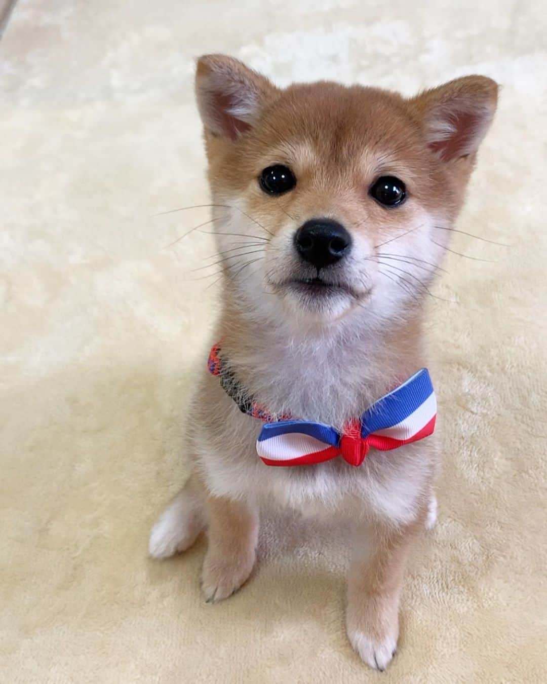 豆柴 サニーちゃんさんのインスタグラム写真 - (豆柴 サニーちゃんInstagram)「. . HELLO〜こんにちわん🐶🎂🎶 . 昨日、2019年12月14日で ラムちゃん、生後3ヶ月になりました🎊 . すくすく元気いっぱいに成長中✨ 毎日サニちゃんとわんぱくやり放題💨💨 . もうすぐお散歩デビューもするし 楽しいこといっぱいあるね！ . これからもたくさん笑わしてね〜😆 . . ラムちゃんのリボンは サニちゃんのお古です🎀 . ⑥⑦は サニーちゃんの3ヶ月の頃です💓 . . #生後3ヶ月 #3montholdpuppy #わんぱくやり放題 #棒泥棒 #豆柴姉妹 #毎日ハッピー #everydayhappy . #柴犬#豆柴 #赤柴 #まめしばいぬ#まめしば#いぬのきもち#ふわもこ部 #サンデイ#サンデイいぬ組#anicas#shiba_snap #shibainu#shiba#mameshiba#shibastagram #mameshibapuppy#shibapuppy #豆柴サニーちゃん#豆柴ラムちゃん#さにらむたん」12月15日 13時57分 - sunny_rei_32