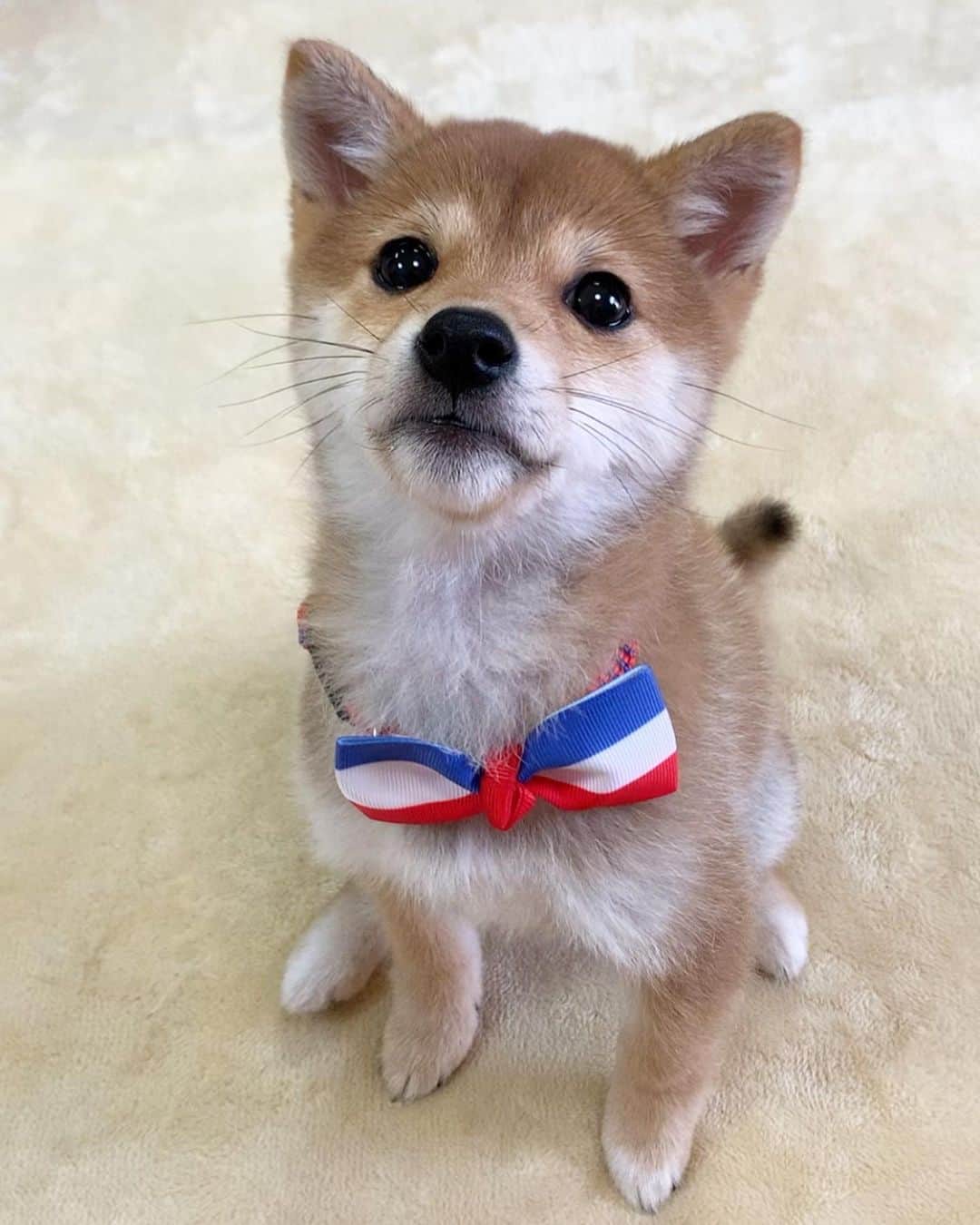 豆柴 サニーちゃんさんのインスタグラム写真 - (豆柴 サニーちゃんInstagram)「. . HELLO〜こんにちわん🐶🎂🎶 . 昨日、2019年12月14日で ラムちゃん、生後3ヶ月になりました🎊 . すくすく元気いっぱいに成長中✨ 毎日サニちゃんとわんぱくやり放題💨💨 . もうすぐお散歩デビューもするし 楽しいこといっぱいあるね！ . これからもたくさん笑わしてね〜😆 . . ラムちゃんのリボンは サニちゃんのお古です🎀 . ⑥⑦は サニーちゃんの3ヶ月の頃です💓 . . #生後3ヶ月 #3montholdpuppy #わんぱくやり放題 #棒泥棒 #豆柴姉妹 #毎日ハッピー #everydayhappy . #柴犬#豆柴 #赤柴 #まめしばいぬ#まめしば#いぬのきもち#ふわもこ部 #サンデイ#サンデイいぬ組#anicas#shiba_snap #shibainu#shiba#mameshiba#shibastagram #mameshibapuppy#shibapuppy #豆柴サニーちゃん#豆柴ラムちゃん#さにらむたん」12月15日 13時57分 - sunny_rei_32