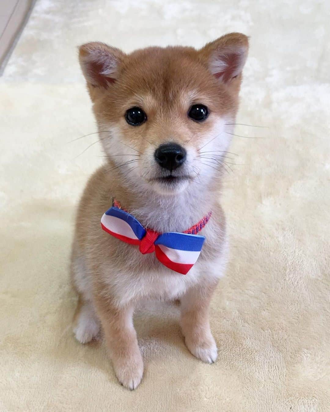 豆柴 サニーちゃんさんのインスタグラム写真 - (豆柴 サニーちゃんInstagram)「. . HELLO〜こんにちわん🐶🎂🎶 . 昨日、2019年12月14日で ラムちゃん、生後3ヶ月になりました🎊 . すくすく元気いっぱいに成長中✨ 毎日サニちゃんとわんぱくやり放題💨💨 . もうすぐお散歩デビューもするし 楽しいこといっぱいあるね！ . これからもたくさん笑わしてね〜😆 . . ラムちゃんのリボンは サニちゃんのお古です🎀 . ⑥⑦は サニーちゃんの3ヶ月の頃です💓 . . #生後3ヶ月 #3montholdpuppy #わんぱくやり放題 #棒泥棒 #豆柴姉妹 #毎日ハッピー #everydayhappy . #柴犬#豆柴 #赤柴 #まめしばいぬ#まめしば#いぬのきもち#ふわもこ部 #サンデイ#サンデイいぬ組#anicas#shiba_snap #shibainu#shiba#mameshiba#shibastagram #mameshibapuppy#shibapuppy #豆柴サニーちゃん#豆柴ラムちゃん#さにらむたん」12月15日 13時57分 - sunny_rei_32