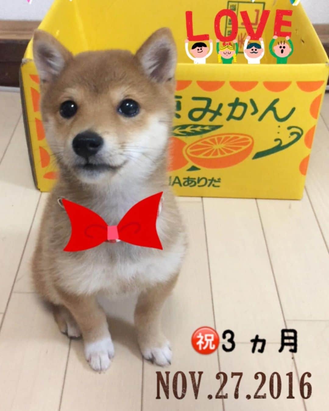 豆柴 サニーちゃんさんのインスタグラム写真 - (豆柴 サニーちゃんInstagram)「. . HELLO〜こんにちわん🐶🎂🎶 . 昨日、2019年12月14日で ラムちゃん、生後3ヶ月になりました🎊 . すくすく元気いっぱいに成長中✨ 毎日サニちゃんとわんぱくやり放題💨💨 . もうすぐお散歩デビューもするし 楽しいこといっぱいあるね！ . これからもたくさん笑わしてね〜😆 . . ラムちゃんのリボンは サニちゃんのお古です🎀 . ⑥⑦は サニーちゃんの3ヶ月の頃です💓 . . #生後3ヶ月 #3montholdpuppy #わんぱくやり放題 #棒泥棒 #豆柴姉妹 #毎日ハッピー #everydayhappy . #柴犬#豆柴 #赤柴 #まめしばいぬ#まめしば#いぬのきもち#ふわもこ部 #サンデイ#サンデイいぬ組#anicas#shiba_snap #shibainu#shiba#mameshiba#shibastagram #mameshibapuppy#shibapuppy #豆柴サニーちゃん#豆柴ラムちゃん#さにらむたん」12月15日 13時57分 - sunny_rei_32