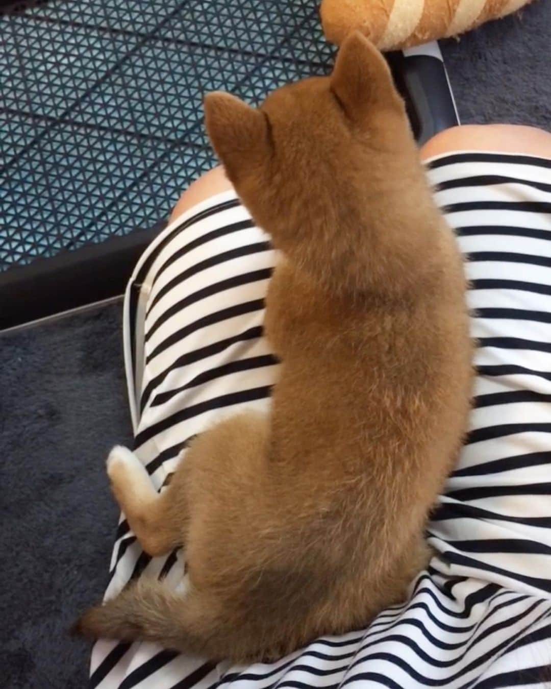 豆柴 サニーちゃんさんのインスタグラム写真 - (豆柴 サニーちゃんInstagram)「. . HELLO〜こんにちわん🐶🎂🎶 . 昨日、2019年12月14日で ラムちゃん、生後3ヶ月になりました🎊 . すくすく元気いっぱいに成長中✨ 毎日サニちゃんとわんぱくやり放題💨💨 . もうすぐお散歩デビューもするし 楽しいこといっぱいあるね！ . これからもたくさん笑わしてね〜😆 . . ラムちゃんのリボンは サニちゃんのお古です🎀 . ⑥⑦は サニーちゃんの3ヶ月の頃です💓 . . #生後3ヶ月 #3montholdpuppy #わんぱくやり放題 #棒泥棒 #豆柴姉妹 #毎日ハッピー #everydayhappy . #柴犬#豆柴 #赤柴 #まめしばいぬ#まめしば#いぬのきもち#ふわもこ部 #サンデイ#サンデイいぬ組#anicas#shiba_snap #shibainu#shiba#mameshiba#shibastagram #mameshibapuppy#shibapuppy #豆柴サニーちゃん#豆柴ラムちゃん#さにらむたん」12月15日 13時57分 - sunny_rei_32