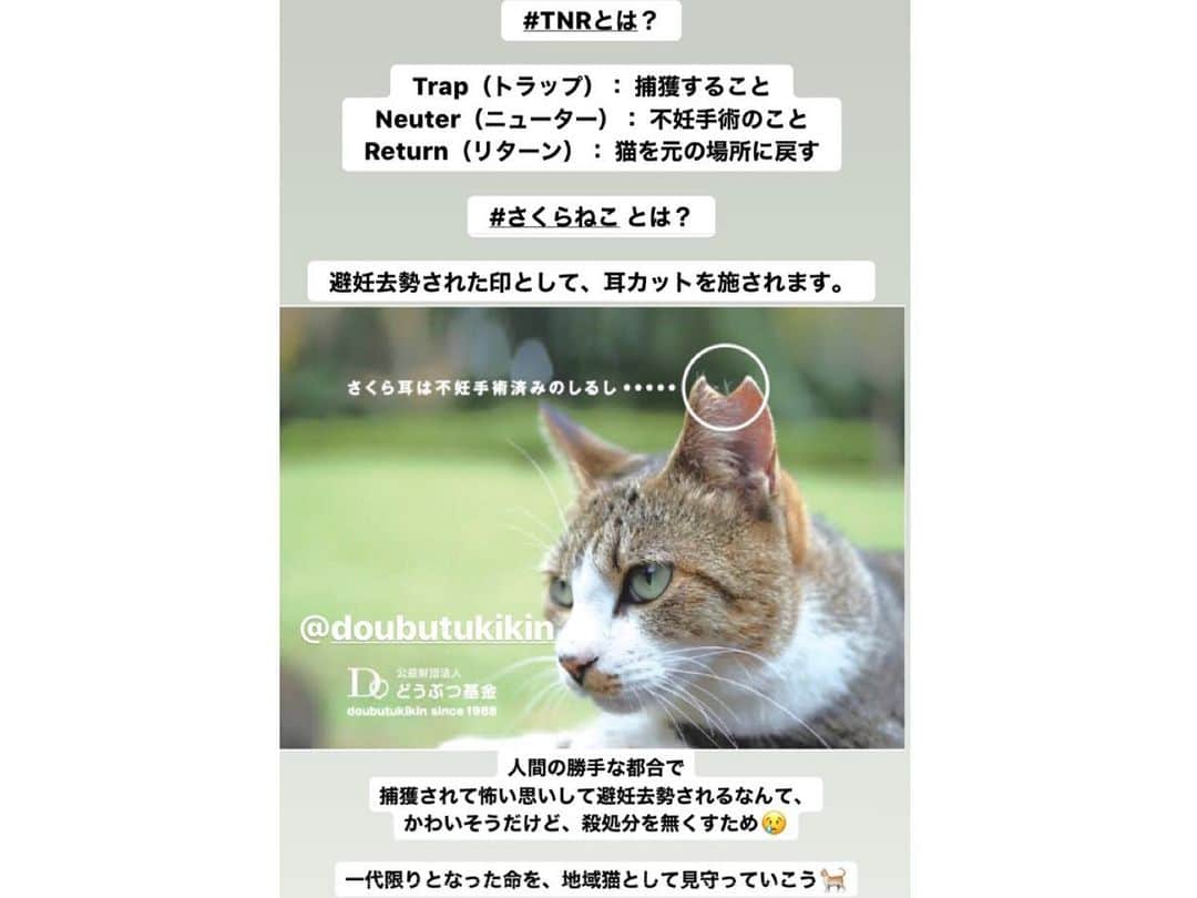 白井ゆかりさんのインスタグラム写真 - (白井ゆかりInstagram)「#さくらねこTNR活動﻿ 詳細はストーリーにまとめました🐈🐾﻿ ﻿ ﻿ #殺処分ゼロ を目指し、﻿ 野良猫に避妊手術を施し、地域猫として見守るための活動。﻿ ﻿ ﻿ 👉#TNR とは？﻿ Trap(トラップ)捕獲すること﻿ Neuter(ニューター)避妊去勢手術のこと﻿ Return(リターン)猫を元の場所へ帰す﻿ ﻿ 👉#さくらねこ とは？﻿ 避妊手術を施された野良猫は、その目印として片耳の耳先をV字にカットされます。﻿ ﻿ この目印があることで、再度捕獲麻酔をされるリスクを避けられます。﻿ 一代限りの命となった地域猫を大目に見てね、の意味合いも。﻿ ﻿ ﻿ ﻿ 今回利用させて頂いたのは #どうぶつ基金 さんのTNRチケット。﻿ ﻿ 寄付とボランティアと提携動物病院で成り立っている @doubutukikin 。﻿ ありがとうございました✨﻿ ﻿ ﻿ ﻿ 地域にまだまだ野良猫たくさんいるので、﻿ #TNR活動 続けていく！﻿ ﻿ ﻿ ﻿ #捕獲器 #猫﻿ #僕らの居場所は言わにゃいで #街ねこ #街ねこ制度 #野良猫 #地域猫 #さくらねこサポーター #猫ボラ #猫ボランティア #SDGs #持続可能な開発目標﻿ ﻿」12月15日 14時24分 - yukarealestate