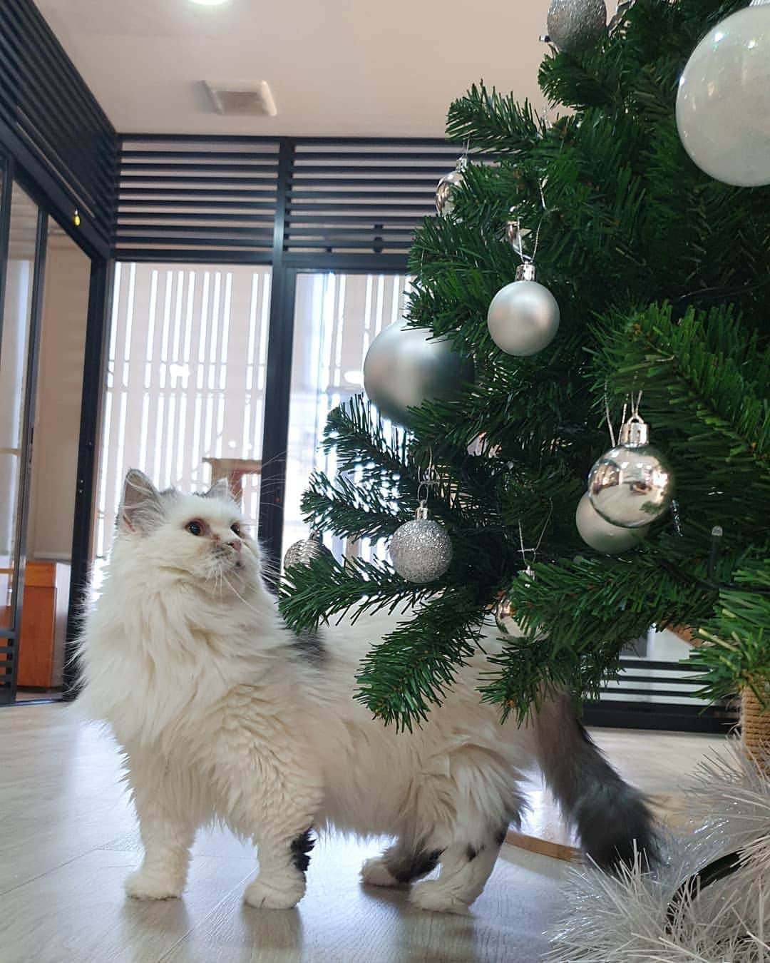 Som Siriのインスタグラム：「Which one is gonna be destroyed first 🤔? #colateamonlyyui  #scottishfold  #catsofinstagram  #ทาสแมว」