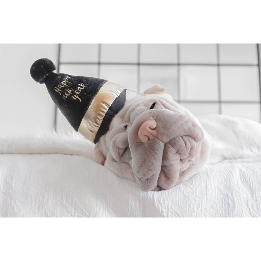 annie&pADdinGtoNさんのインスタグラム写真 - (annie&pADdinGtoNInstagram)「Someone partied like it was nye last night.. 🍾 #warmup #sleepitoff #partyanimal #idpetcrew #parryhat #nye #sunday #lambington #sharpei #sharpeisofinstagram #dog #dogs #doggo #barked #instagood #weeklyfluff #wrinkles #pooped #cutepetclub #iloveyoutothemoonandback Happy New Years hat can be found at @idpetaustralia」12月15日 14時55分 - anniepaddington