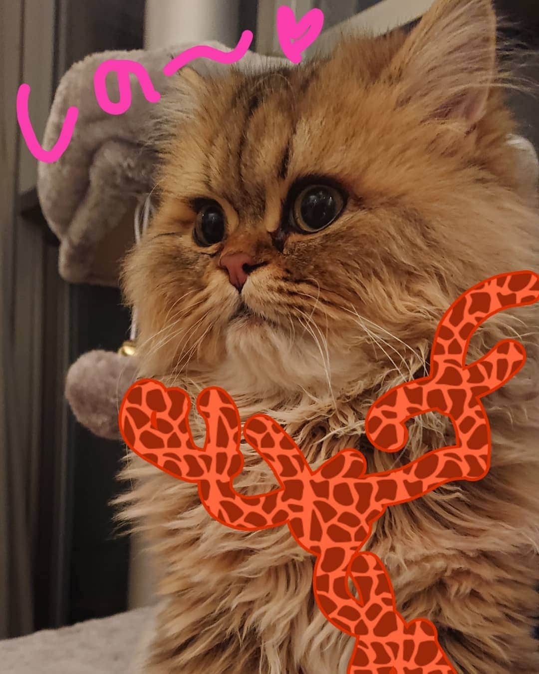 大黒摩季さんのインスタグラム写真 - (大黒摩季Instagram)「実は…。息子もいまして😜💕アンより１ヶ月前にきた7月7日生まれの0.5歳✨これまでは、猫目の猫ネコしいキリッと顔が好きで、一度も踏み入れなかった #ブサカワ 系🎵何とも癒える～ :  #ゴン です😉💖小さい時は天使の👼の様な魔力がたまりません😍😍😍でしたが…😱あれから２ヶ月あれよあれよとチンチラ顔の頭角を現し…。忙しくてブラッシングが出来ずにいると #チューバッカ に‼️✨🤣寝起きやムッとした時に振り返ると、『しの～💕』で有名なあの方、 #中尾彬 さんに見えるという🤣 : こちらは癒しというか、笑いを🤣🤣🤣提供してくれる草食彼氏💖やたらと追いまくられる #師走 、皆様のキリキリHeart緩めて下さい✨🙋私も #アン に癒され #ゴン に弛ませて貰いながら、大晦日まで駆け抜けるゼ😎以後、お見知りおきを✨💓来年のツアーの #猫缶バッジ は #大黒家の猫たち 全員作るつもり🎵お楽しみに🌟 :  ps,本人追記💕 みんなの猫たちも見たいので😉💓、ハッシュタグ #大黒組の猫たち をつけて投稿してくださーい💖  #大黒家の猫たち #猫 #cat #もふもふ #猫ラー #ChinchillaPersian 🌟 : そして‼️✨この後間もなくオンエア❣️我が家の猫話ししてまーす😉✋お聞き逃しなく🙋🐈 bayfm 『YourPlaylist』 16:00〜16:42  #0096play  番組メール 0096@bayfm.co.jp  番組サイト http://bayfm78.com/0096/index.htm」12月15日 15時28分 - makiohguro