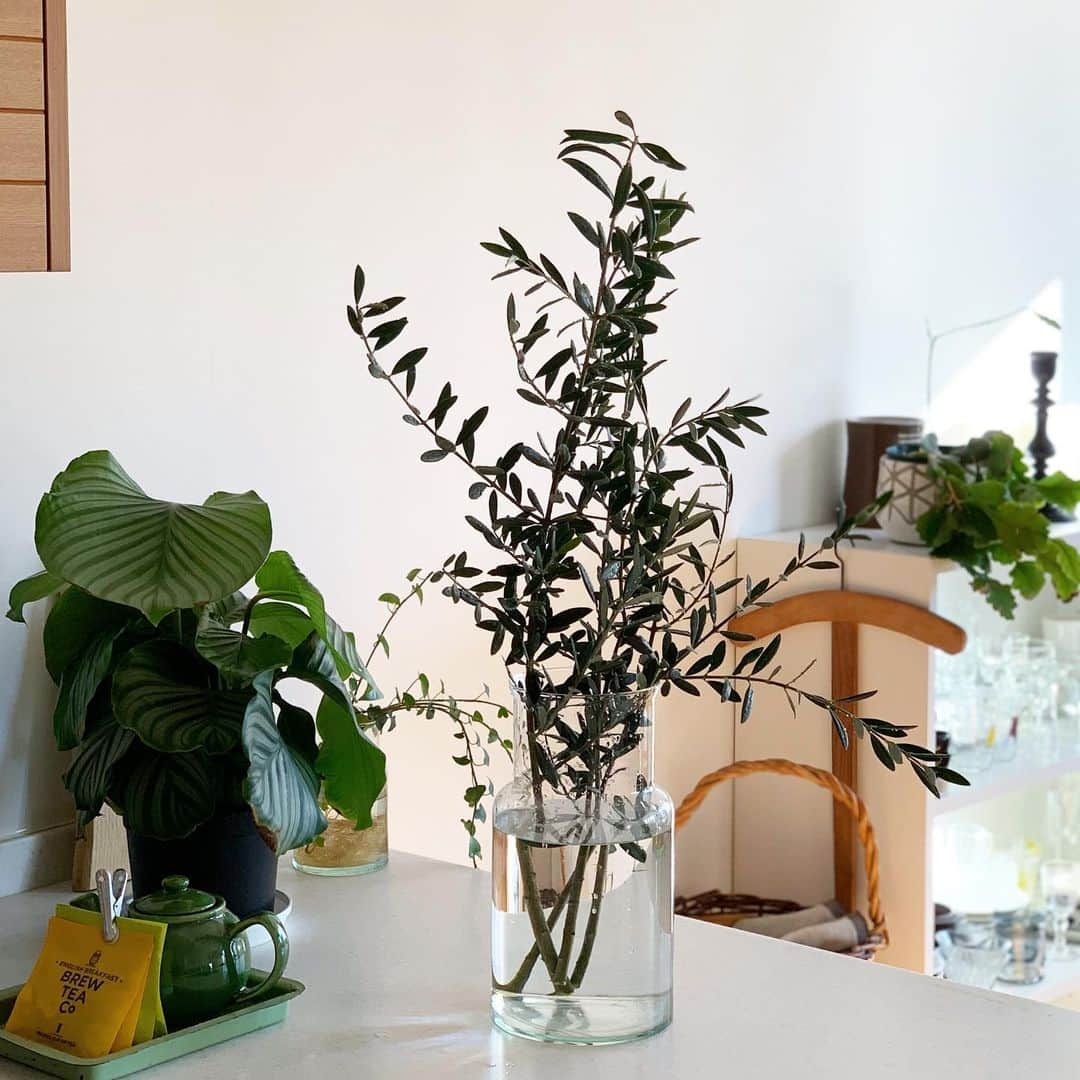 佐藤友子さんのインスタグラム写真 - (佐藤友子Instagram)「ルーフバルコニーにあるオリーブの大きな木を剪定しました。 切り落とした枝は花瓶にはった水に挿してキッチンで楽しもうと思います。 ・ 当店で販売もしているこのリューズガラスのフラワーベースは、お手頃価格なうえに大ぶりな枝も安定感をもって受け止めてくれるフォルムと容量で、我が家でも愛用して数年が経ちます😊 ・ 夏はドウダンツツジ、冬はヒバなどを活けてクリスマスツリーがわりに。 ひとつあるだけで、本当に暮らしを豊かにしてくれるフラワーベースだなぁと。 ・ 当店で長年、大人気アイテムのひとつなのも合点がいきます。 ・ #お買い物はプロフィールのリンクから当店サイトへ #リューズガラスのフラワーベース #北欧暮らしの道具店」12月15日 16時18分 - tomokosato_hokuohkurashi