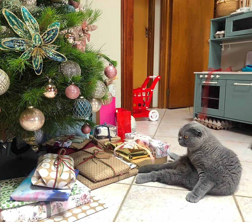 のインスタグラム：「Counting down the days till Christmas!🎄🥳 Who else is getting impatient? 🎁💝🎅🏾 #christmas #sillyseason #happyholidays #christmastree」