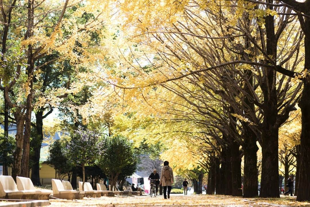 東京都庁広報課さんのインスタグラム写真 - (東京都庁広報課Instagram)「「光が丘公園の紅葉（光が丘公園）hikarigaoka／(2019.11.20撮影)」最寄駅：光が丘 　#光が丘　#光が丘公園 #紅葉 #いちょう #イチョウ並木 #銀杏　#東京紅葉  #beautifuldestinations #tokyotrip #tokyotravel #passionpassport #tokyojapan #instatokyo #loves_nippon #phos_japan #bestjapanpics #cooljapan #japan_of_insta #discovertokyo #photo_jpn #東京観光 #東京旅行 #illgrammers #景色 #お出かけ #東京 #Tokyo #东京 #도쿄 #tokyogood」12月15日 17時00分 - tocho_koho_official