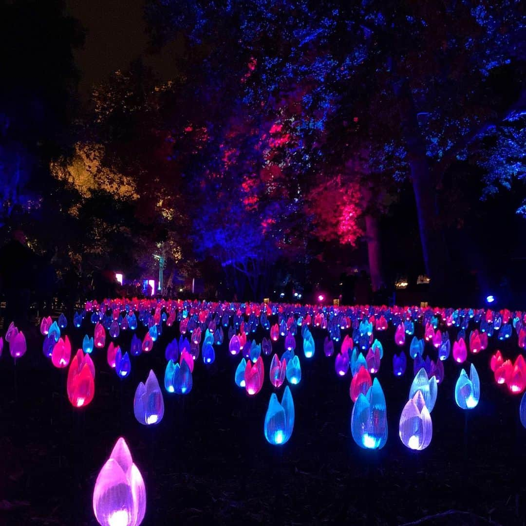 エミリー・デ・レイヴィンさんのインスタグラム写真 - (エミリー・デ・レイヴィンInstagram)「Thank you @descansogardens for another magical evening. We come every year since having kids & every time it is as magical as the last... if not more for different reasons. Theo’s first time & he adored it, & brought our very close amazing friends who had never been & loved it, Vera enjoying it even more than last year... and me: I’m in heaven there 💖💖💖💖💖 P.S Eric is gonna post some amazing shots so follow his photog page to see them @eb.photogeography」12月15日 17時01分 - emiliede_ravin