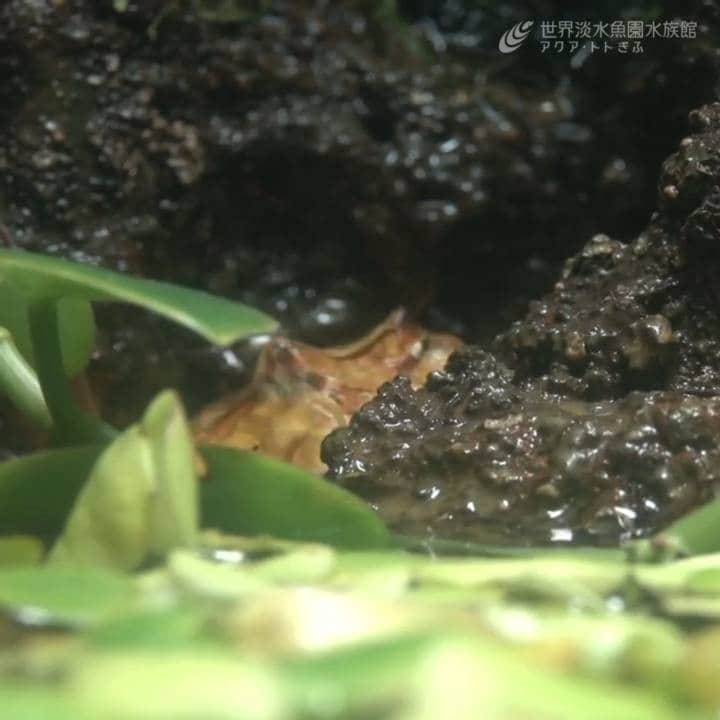世界淡水魚園水族館 アクア・トト ぎふのインスタグラム：「まるで打たせ湯…。 先日展示に仲間入りした、アマゾンツノガエル。 日によってはこんな場所にいることも。  #アクアトト #アクアトト岐阜 #アクアトトぎふ #水族館#aquarium#カエル#アマゾンツノガエル#surinamhornedfrog#Ceratophryscornuta」