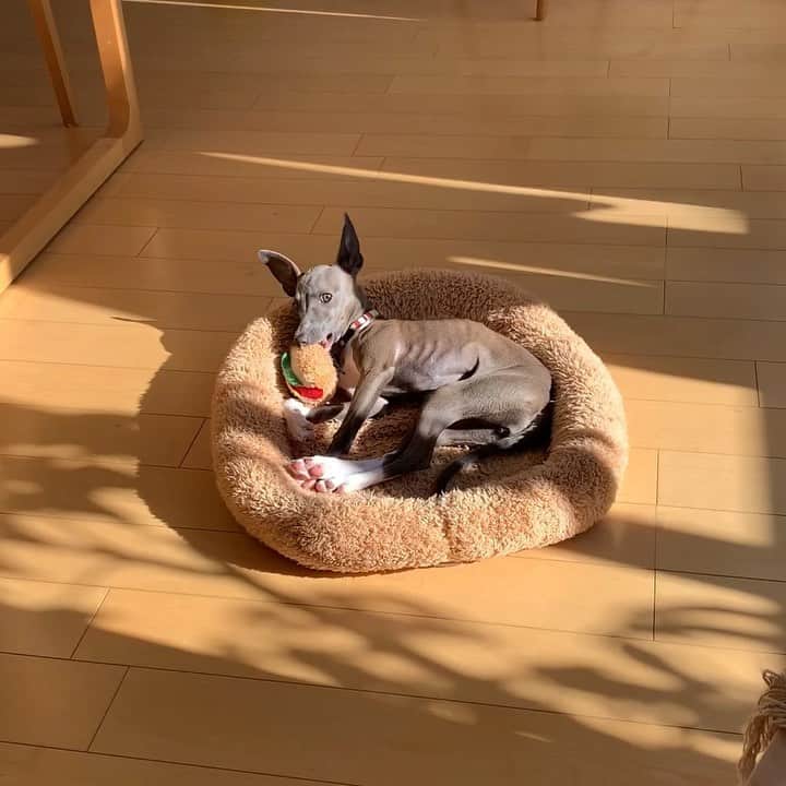 のインスタグラム：「ナナ5ヵ月🥳 ・ ・ ・ 🐶🐶🐶 ・ ・ ・ #生後5ヶ月 #犬 #わんこ #ペット #イタリアングレーハウンド  #イタグレ #女の子 #itariangreyhound  #강아지 #이타리안그레이하운드 #멍멍이  #댕댕이」