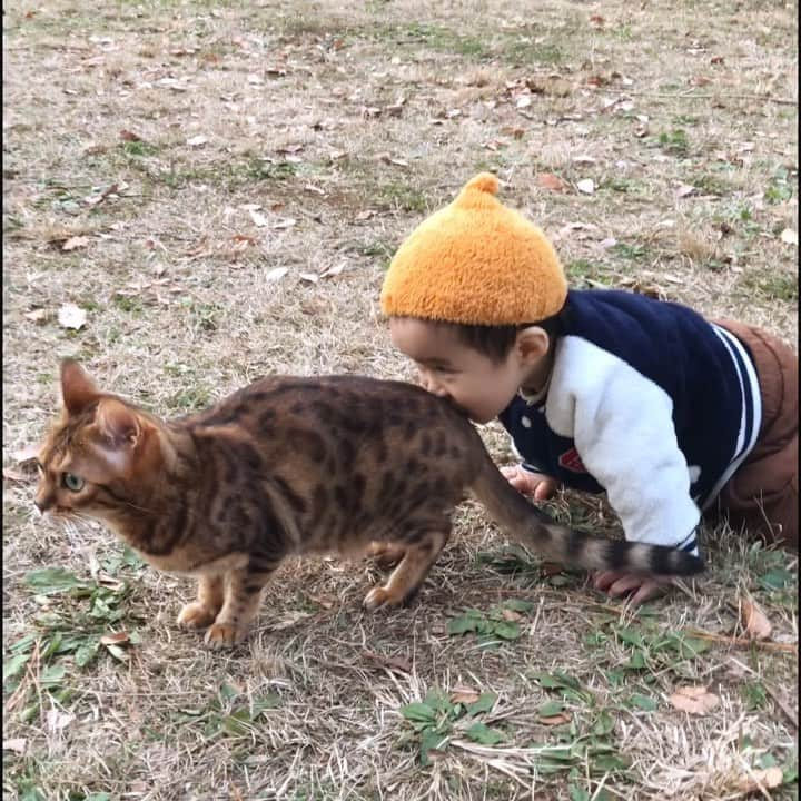 なつこのインスタグラム：「なつこさんのおしりくんくん👶🍑😹 ・  #なつこ #なっちゃん #なつこさん  #ペコねこ部 #みんねこ #picneko #NEKOくらぶ #猫と暮らす #猫のいる暮らし #赤ちゃんと猫 #instacat #catstagram #catlife #catlover #ilovecat #topcatphoto #catsofinstagram #bestmeow #ねこ部 #ふわもこ部 #にゃんだふるらいふ #にゃんすたぐらむ #ねこすたぐらむ #hikingcat #AdventureCats #adventurecat #猫散歩 #散歩猫 #猫と赤ちゃん」