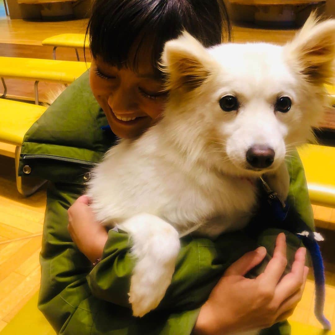 のインスタグラム：「紀美野ふれあいマラソンでは、紀美野の街やランナーの皆様とふれあいましたが、動物ともふれあいました🥰 大会会場近くの、 🐶和歌山県動物愛護センター🐶 (控え室としても利用させていただきました) では、保護されたワンちゃんやネコちゃん達を、 里親とまたハッピーに暮らせる様に、訓練したり、ふれあえる場所☺️ 私も、ニコちゃん、ピーちゃんに遊んでいただきました✋✋可愛過ぎた😭❤️ いつか迎えられる様な生活になったら、ワンちゃんやネコちゃんとも家族になりたいな🎉  #love #ワンちゃん #ネコちゃん #犬 #猫 #可愛過ぎる #大好き #animal #family #和歌山県 #動物 #和歌山県動物愛護センター #ふれあい #ありがとうございました #たまらん #愛 #紀美野 #わんこ #🐈 #🐶 #❤️ #🥰 #😍」
