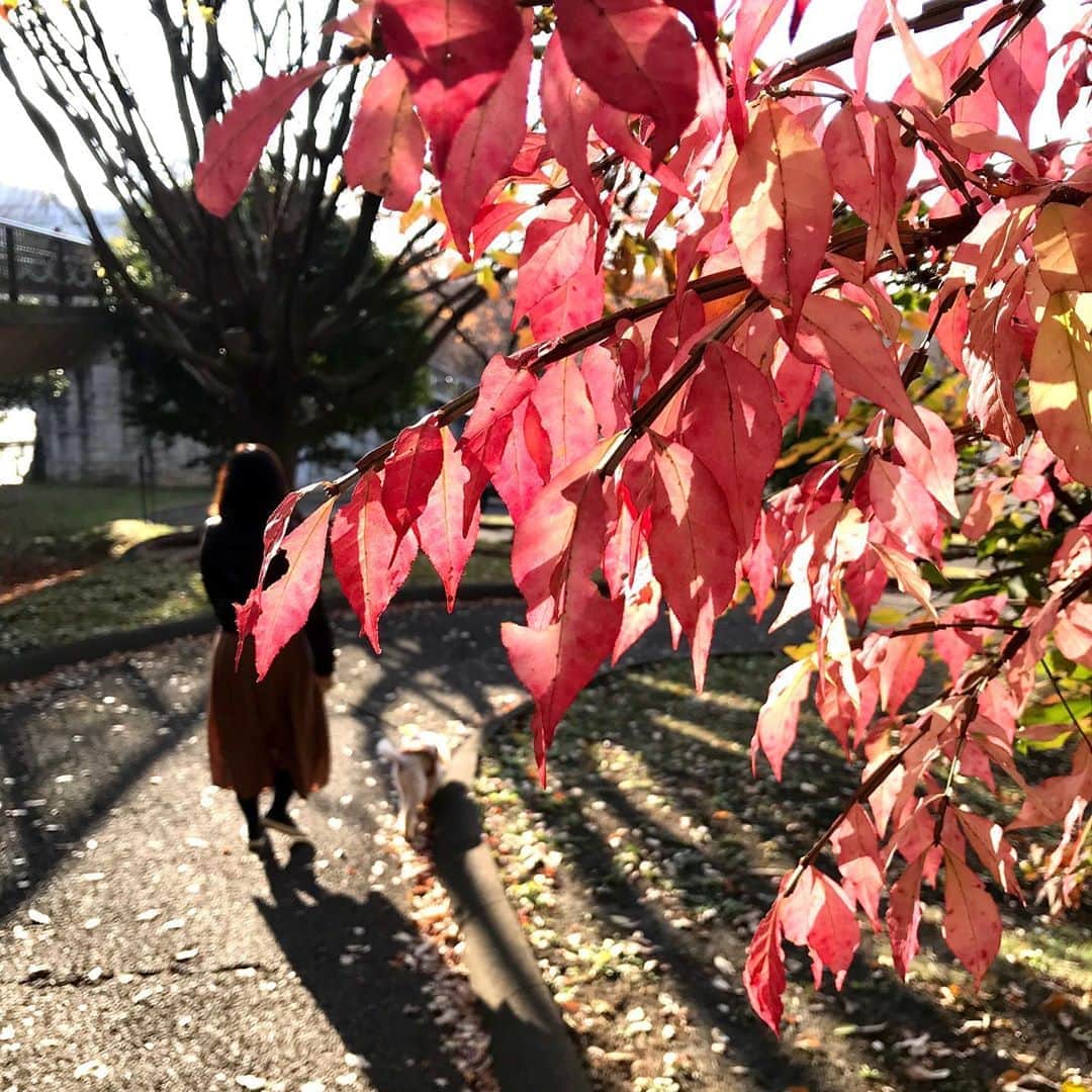 sioneのインスタグラム：「今週の公園散歩」