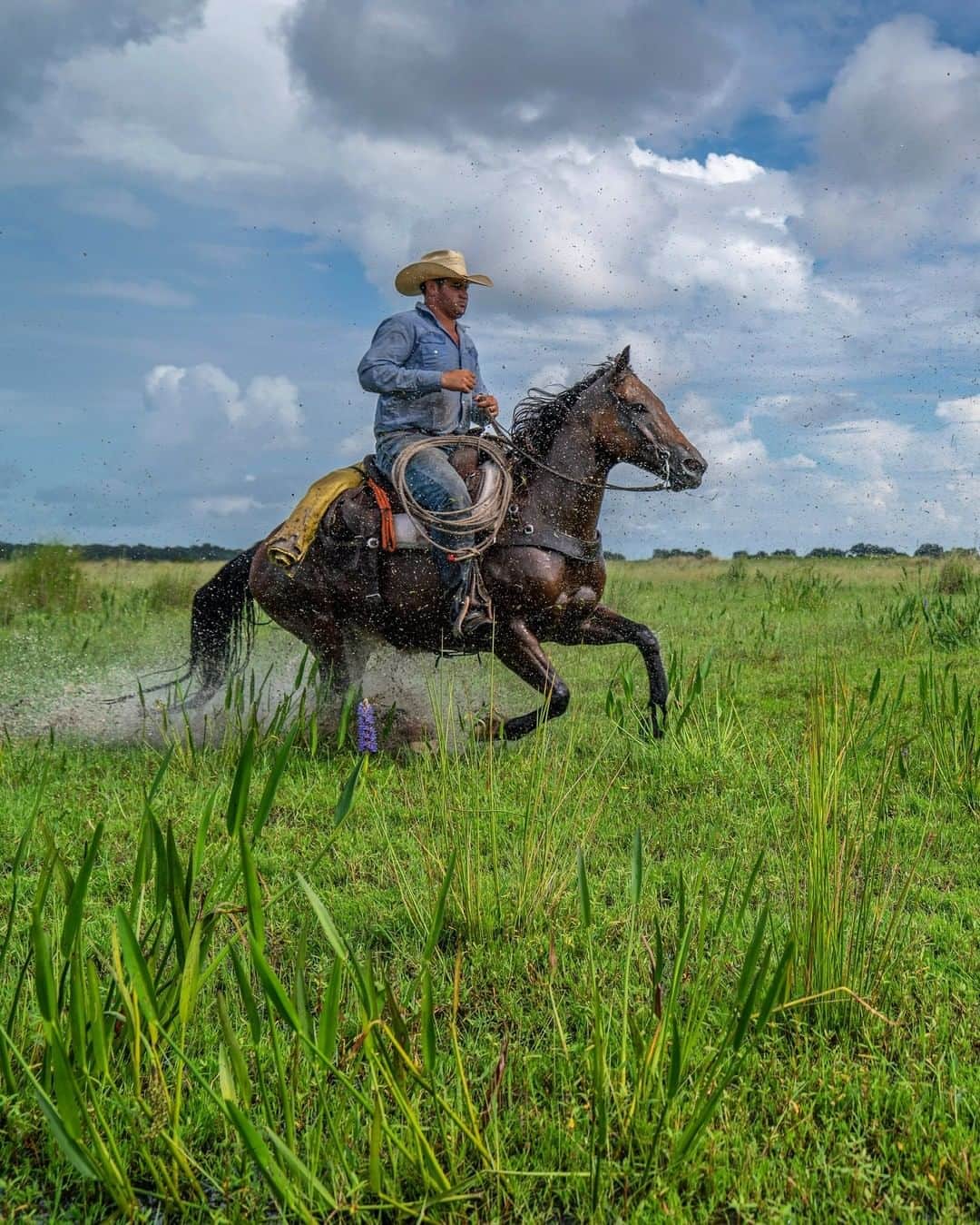 National Geographic Travelさんのインスタグラム写真 - (National Geographic TravelInstagram)「Photo by @carltonward | Florida cowboy Kenny Raney gallops through a wet pasture near Otter Slough during a summer cattle roundup on the Lightsey Ranch. Grazing lands are vital to the state's wide-ranging wildlife, such as the Florida panther. Conservation of Florida ranches is essential to curb suburban sprawl and save the statewide Florida Wildlife Corridor. #rancher #cowboy #horse #florida #floridawild」12月15日 18時08分 - natgeotravel