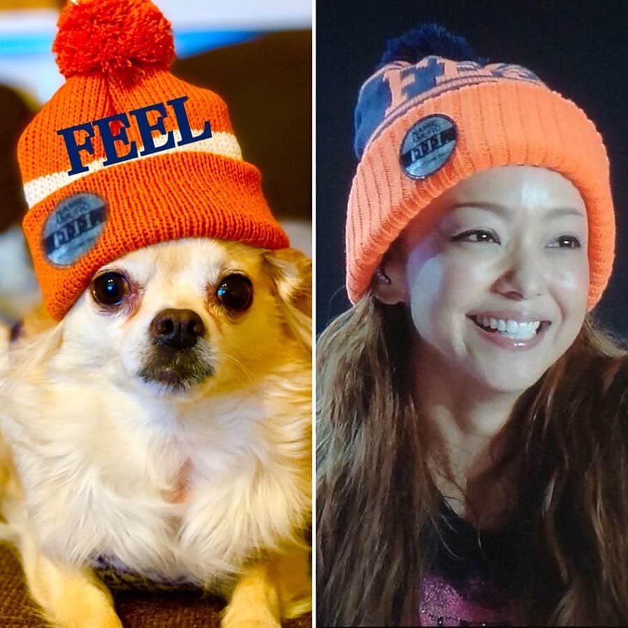 安室奈美恵　ファンアカウントさんのインスタグラム写真 - (安室奈美恵　ファンアカウントInstagram)「アムラー犬🐶🐾 オレンジ色のニット帽🐶見付けて速攻買いました‎(ᐡ⸝⸝⸝ ᐧ ﻌ ᐧ⸝⸝⸝ ᐡ)‪❤︎‬‪❤︎‬‪❤︎‬ #安室奈美恵 #namieamuro  #アムラー犬 #チワワ」12月15日 18時30分 - shizuka1119214