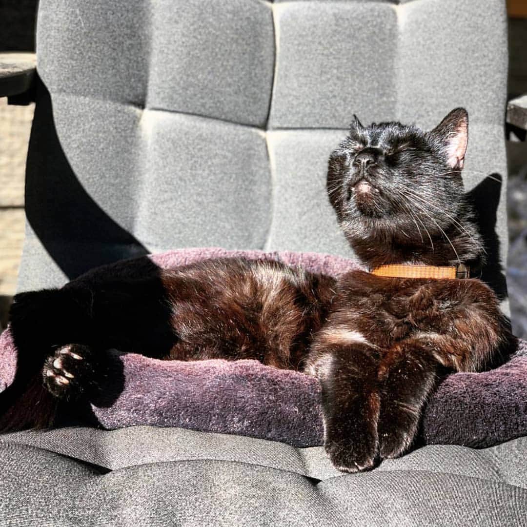 CatStockerのインスタグラム：「Hello! #catstocker is here!  Follow our FURRriend @watsoncats  Scroll right for more pictures 👉 . . . . . . #cat #neko #mačka #chat #kočka #котка #kotek #kot #кіт #mače #кошка #кот #katze #gato #gatto  #子猫 #kattunge #猫 #고양이 #貓 #kedi #köttur #kissanpentu #חתול #кішка #子猫 #고양이새끼 #kitty #cats」