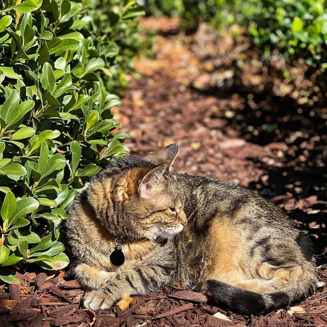 CatStockerさんのインスタグラム写真 - (CatStockerInstagram)「Hello! #catstocker is here!  Follow our FURRriend @watsoncats  Scroll right for more pictures 👉 . . . . . . #cat #neko #mačka #chat #kočka #котка #kotek #kot #кіт #mače #кошка #кот #katze #gato #gatto  #子猫 #kattunge #猫 #고양이 #貓 #kedi #köttur #kissanpentu #חתול #кішка #子猫 #고양이새끼 #kitty #cats」12月15日 18時36分 - catstocker