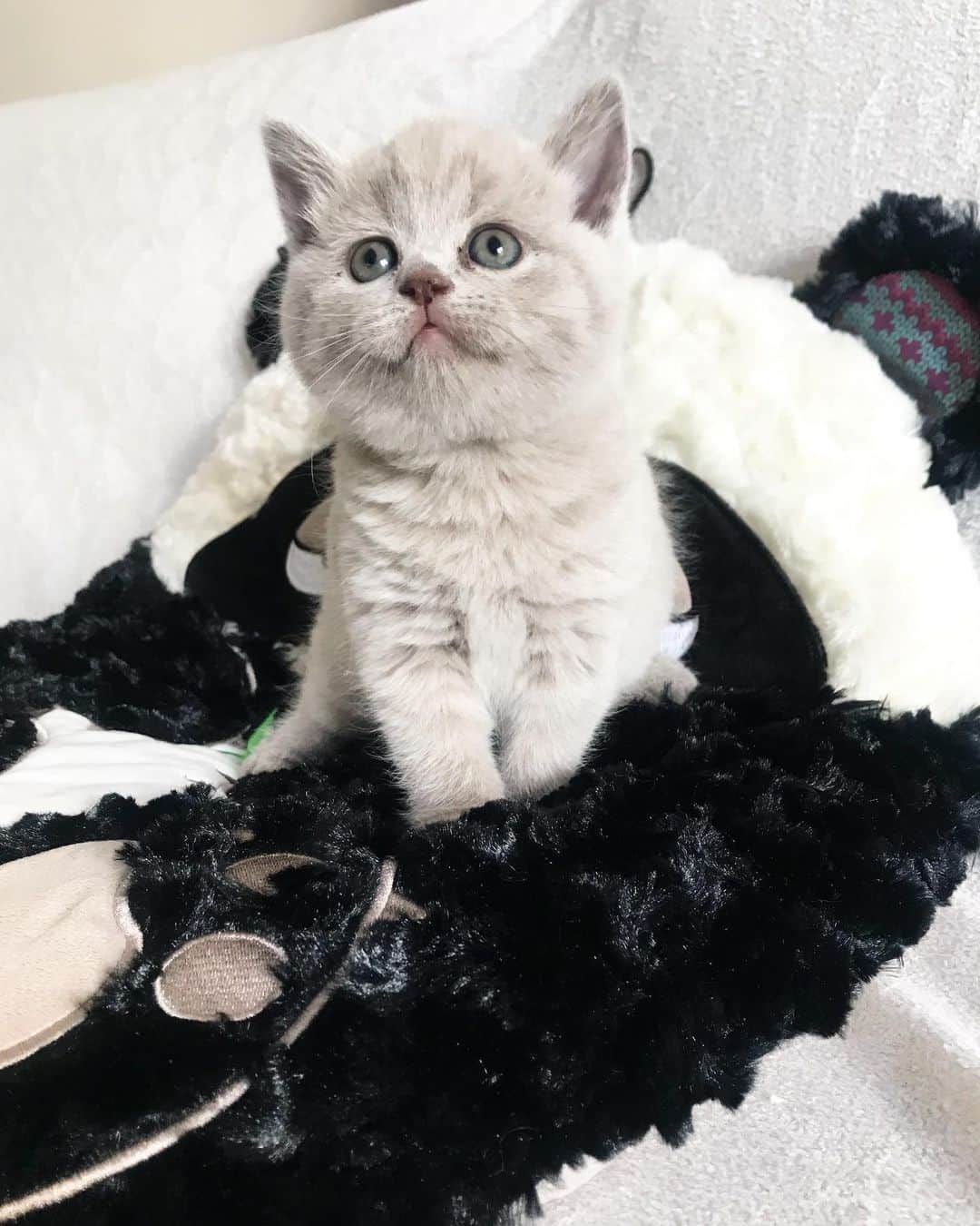 minik_catsのインスタグラム：「Bir melek 😍  #cat #cats #catsofinstagram #instagram #instagood #britishshorthair #scottishfold #scottishstraight #instadaily #mood #relax」