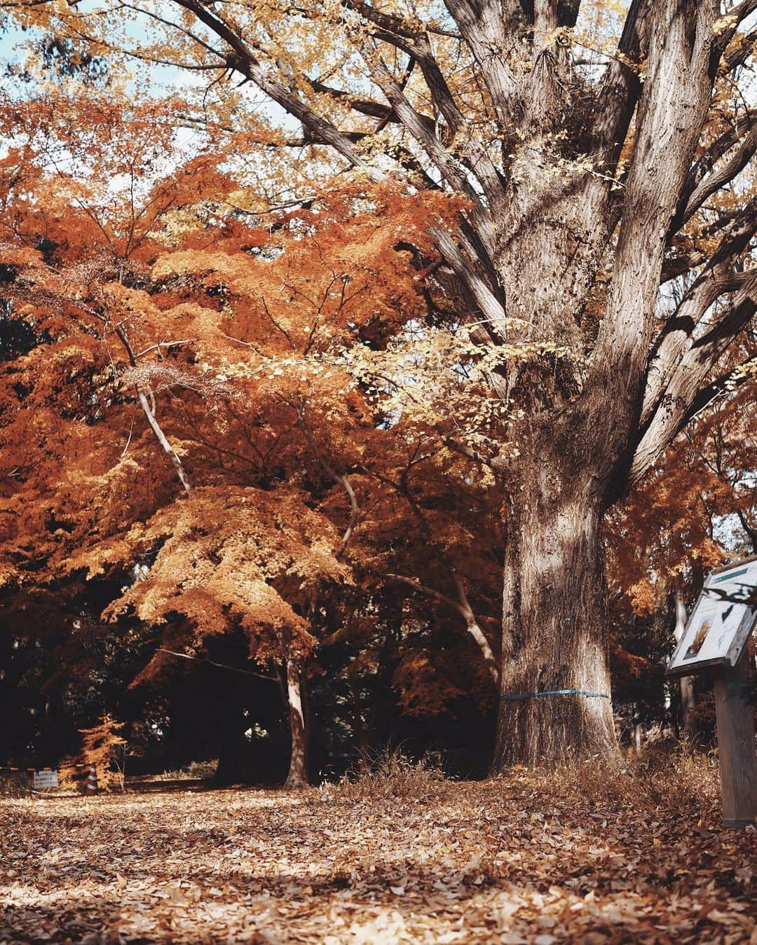 市川渚さんのインスタグラム写真 - (市川渚Instagram)「Autumn leaves in #Kyoto. The season in this year was very late but I think it will be over soon.﻿ ﻿ ﻿ ﻿ 京都はぎりぎり紅葉を楽しめた🍁﻿ ﻿ ﻿ ﻿ ﻿ #sigma #sigma45mmf28contemporary #sigmafp #landscape #naturelovers #landscapephotography #sigmaphoto #travelphotography #fp #naturephotography #lakephotography #sunrise #cloudscape #mirrorlessgeeks #autumnleaves #autumn #紅葉 #京都 #kyoto﻿ #nagikotrip」12月15日 19時09分 - nagiko