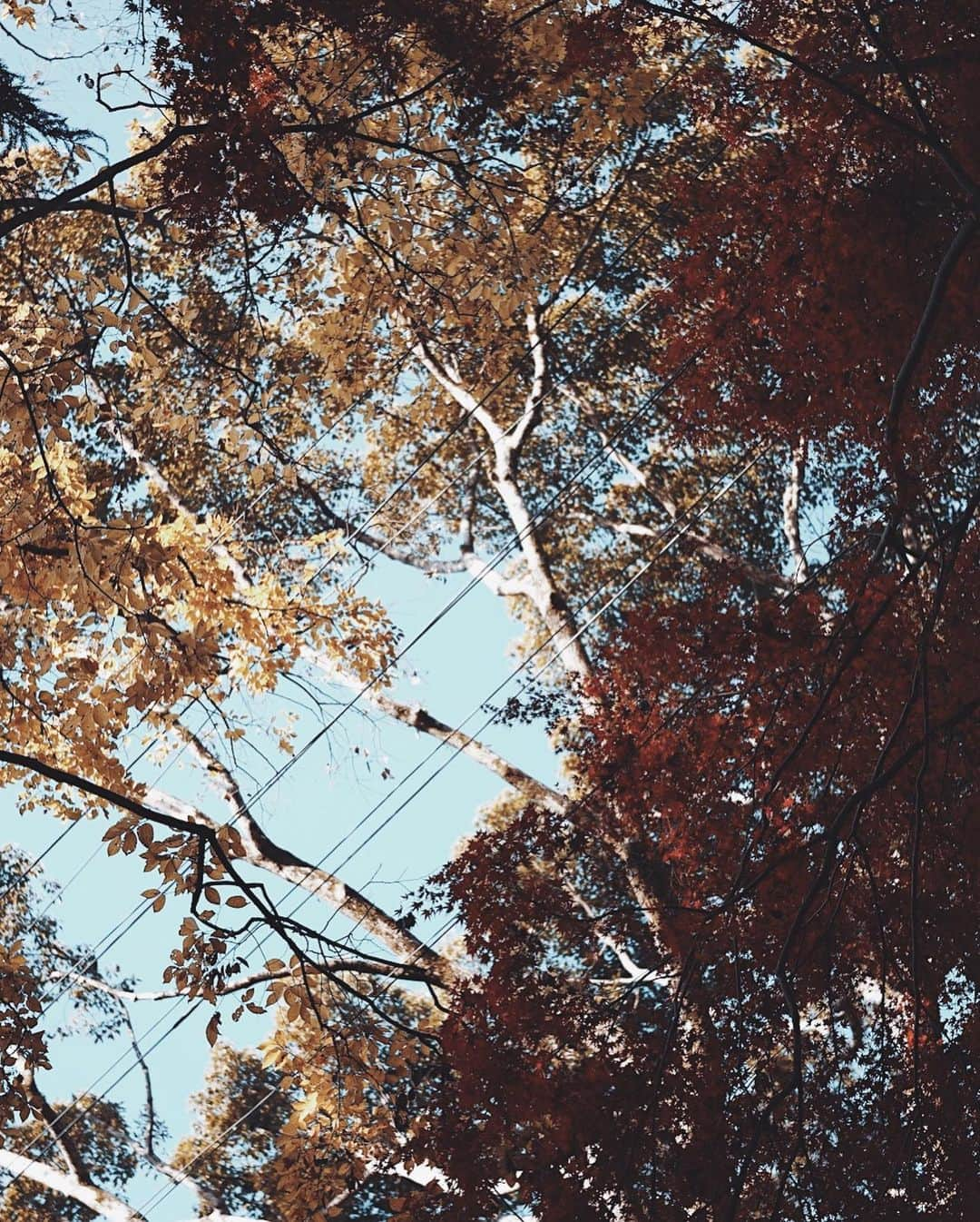 市川渚さんのインスタグラム写真 - (市川渚Instagram)「Autumn leaves in #Kyoto. The season in this year was very late but I think it will be over soon.﻿ ﻿ ﻿ ﻿ 京都はぎりぎり紅葉を楽しめた🍁﻿ ﻿ ﻿ ﻿ ﻿ #sigma #sigma45mmf28contemporary #sigmafp #landscape #naturelovers #landscapephotography #sigmaphoto #travelphotography #fp #naturephotography #lakephotography #sunrise #cloudscape #mirrorlessgeeks #autumnleaves #autumn #紅葉 #京都 #kyoto﻿ #nagikotrip」12月15日 19時09分 - nagiko