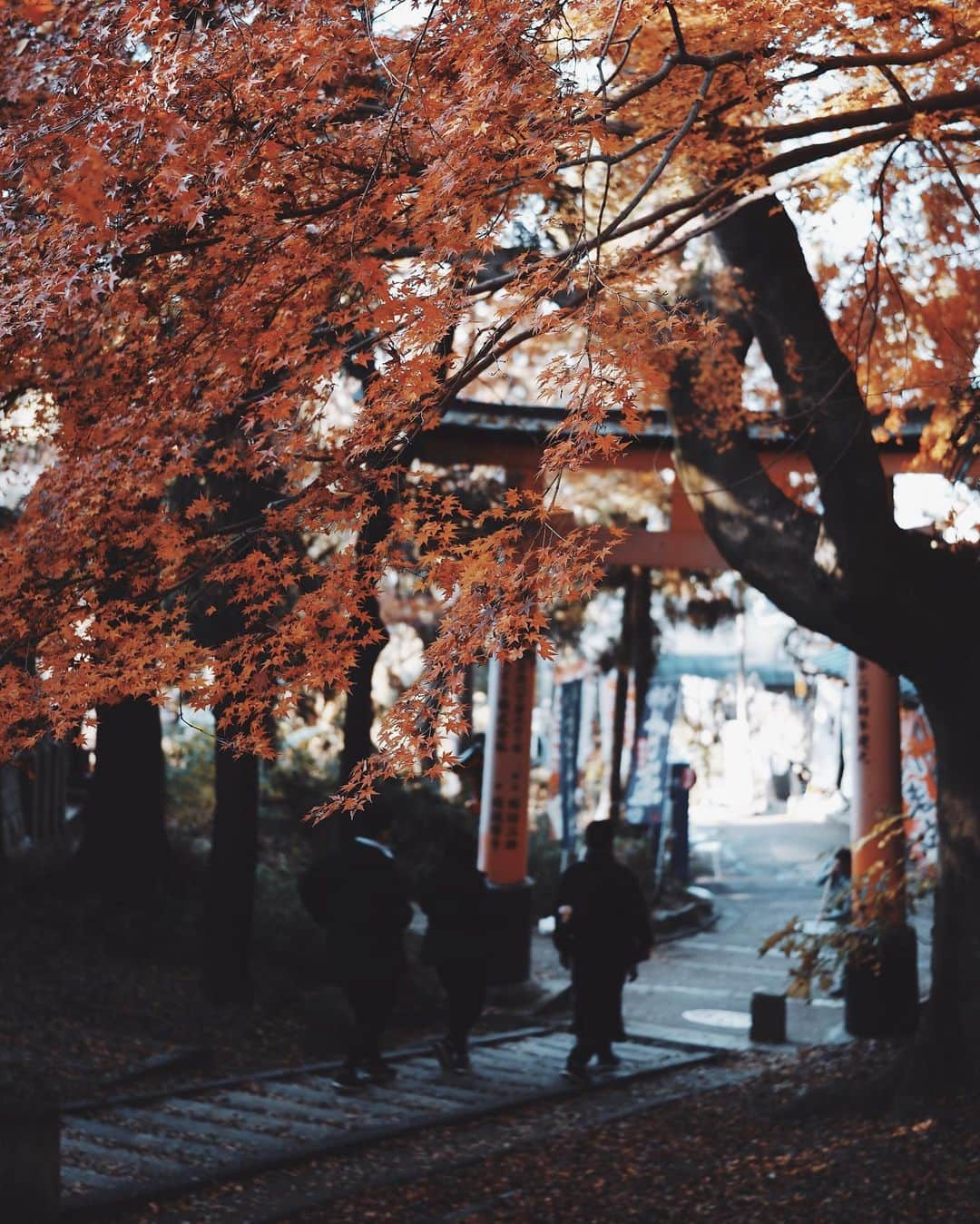 市川渚さんのインスタグラム写真 - (市川渚Instagram)「Autumn leaves in #Kyoto. The season in this year was very late but I think it will be over soon.﻿ ﻿ ﻿ ﻿ 京都はぎりぎり紅葉を楽しめた🍁﻿ ﻿ ﻿ ﻿ ﻿ #sigma #sigma45mmf28contemporary #sigmafp #landscape #naturelovers #landscapephotography #sigmaphoto #travelphotography #fp #naturephotography #lakephotography #sunrise #cloudscape #mirrorlessgeeks #autumnleaves #autumn #紅葉 #京都 #kyoto﻿ #nagikotrip」12月15日 19時09分 - nagiko