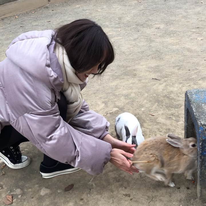 飯窪春菜のインスタグラム：「🐇💨🥕 ・ ・ 人参で誘惑しても誘いに乗らないうさぎ達…😔笑 ・ 最後の最後に触れあえました☺️💓 ・ ・ ・ #群馬サファリパーク  #サファリパーク  #うさぎ  #rabit  #はるなの毎日  #飯窪ってる」
