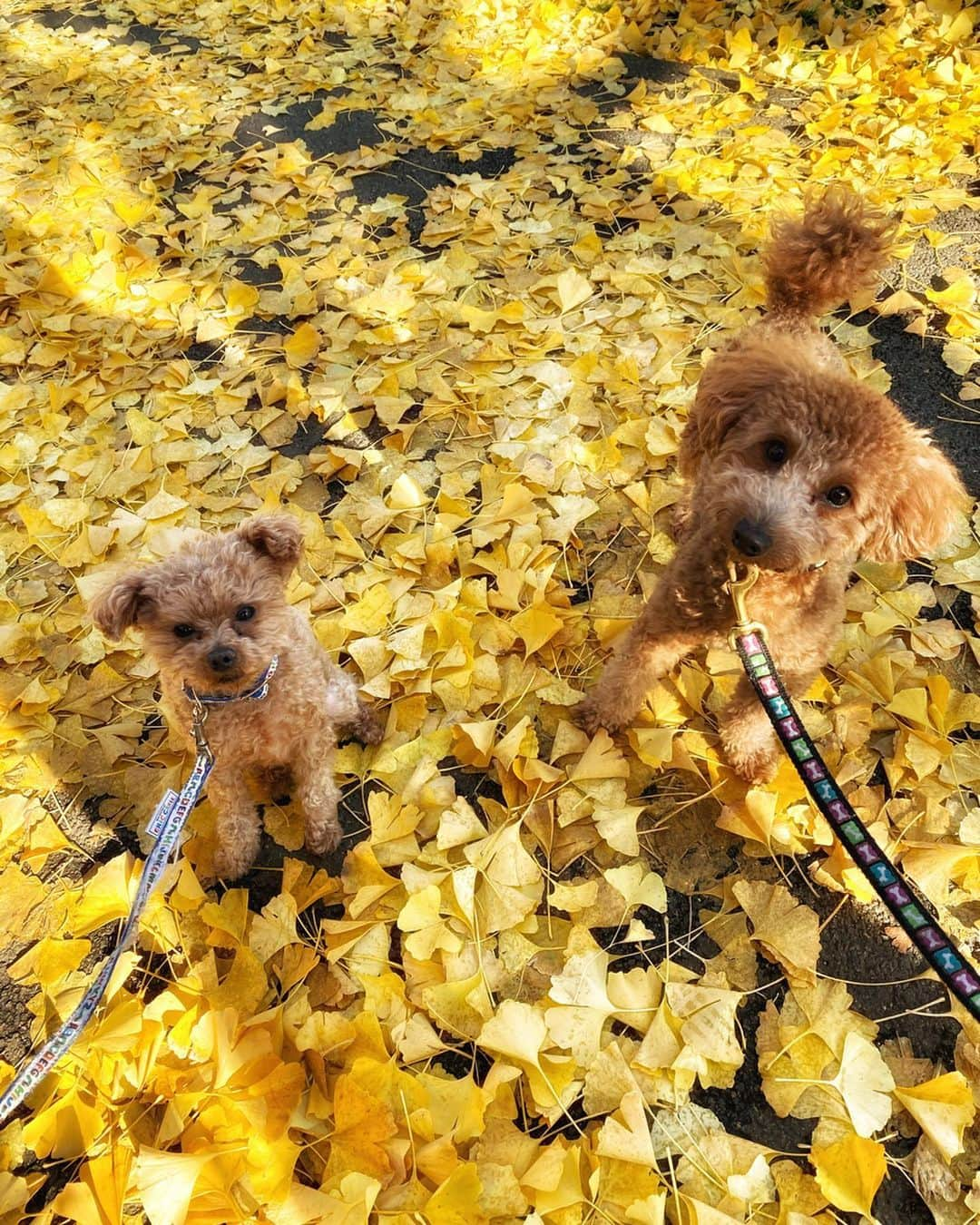 水野佐彩さんのインスタグラム写真 - (水野佐彩Instagram)「・ 黄色い絨毯💛🍁🧡🍂💛🧡💛🧡 こんなに真っ黄色の時って一瞬。 とっても綺麗だった〜🥰 #coordinate  tops,skirt#amail @amail_official  shoes#louisvuitton @louisvuitton  bag#sahabyelliee @sahabyelliee  #sサイズコーデ  #153cmコーデ #おちびコーデ #おちびの輪 #妊婦コーデ #マタニティコーデ #妊娠9ヶ月 #マタニティライフ #ぷんにーらいふ #おさんぽコーデ」12月15日 19時52分 - saaya_mizuno