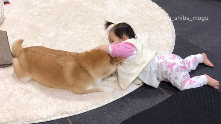 Moguのインスタグラム：「. なかよしなの。 #こっそり手をなめていたのばれた . @the_shiba_mogu  #柴犬 #shibainu #shiba#赤柴 #redshiba#犬 #dog#しばいぬ#nannydog#犬と子供#子供と犬#柴犬と子供#柴#赤ちゃんと犬#犬と赤ちゃん#柴犬と赤ちゃん#赤ちゃんと柴犬#柴犬のいる暮らし#子守犬」