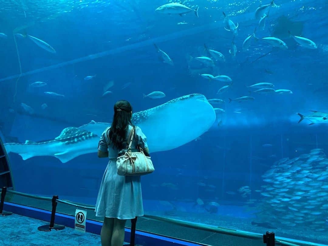 高岡薫さんのインスタグラム写真 - (高岡薫Instagram)「ただただ見てるだけの写真 ジンベイザメ待ってる間、ちょこちょこエイが遊びにきてくれました！ エイ可愛くて好き🥰  #美ら海水族館  #ジンベイザメ #エイ」12月15日 21時59分 - kaorumba1129