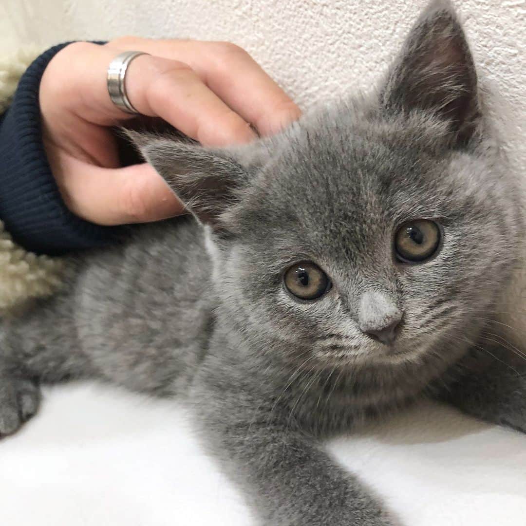 のインスタグラム：「* * この猫ちゃん本気で飼おうか悩んでる かわいい。 _」