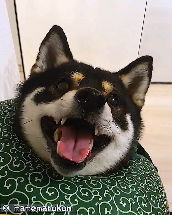 まめ丸のインスタグラム：「* * イタズラしてたら エリカラとれちゃった🐶💓 #スポッからのニコッ * my Elizabethan collar has come off🐶💓 * #イスうごかすときすごいおかお #テーブルの上のリモコンとりたいの * #柴犬#豆柴#柴#黒柴#黒豆柴#犬#日本犬#shiba#shibainu#shibastagram#shibadog#puppy#instadog#dogstagram#dog#instashiba#petstagram#pet#buzzfeedanimals#cute#cutedog#강아지#멍스타그램#weeklyfluff#dailyfluff#エリザベスまめ丸」