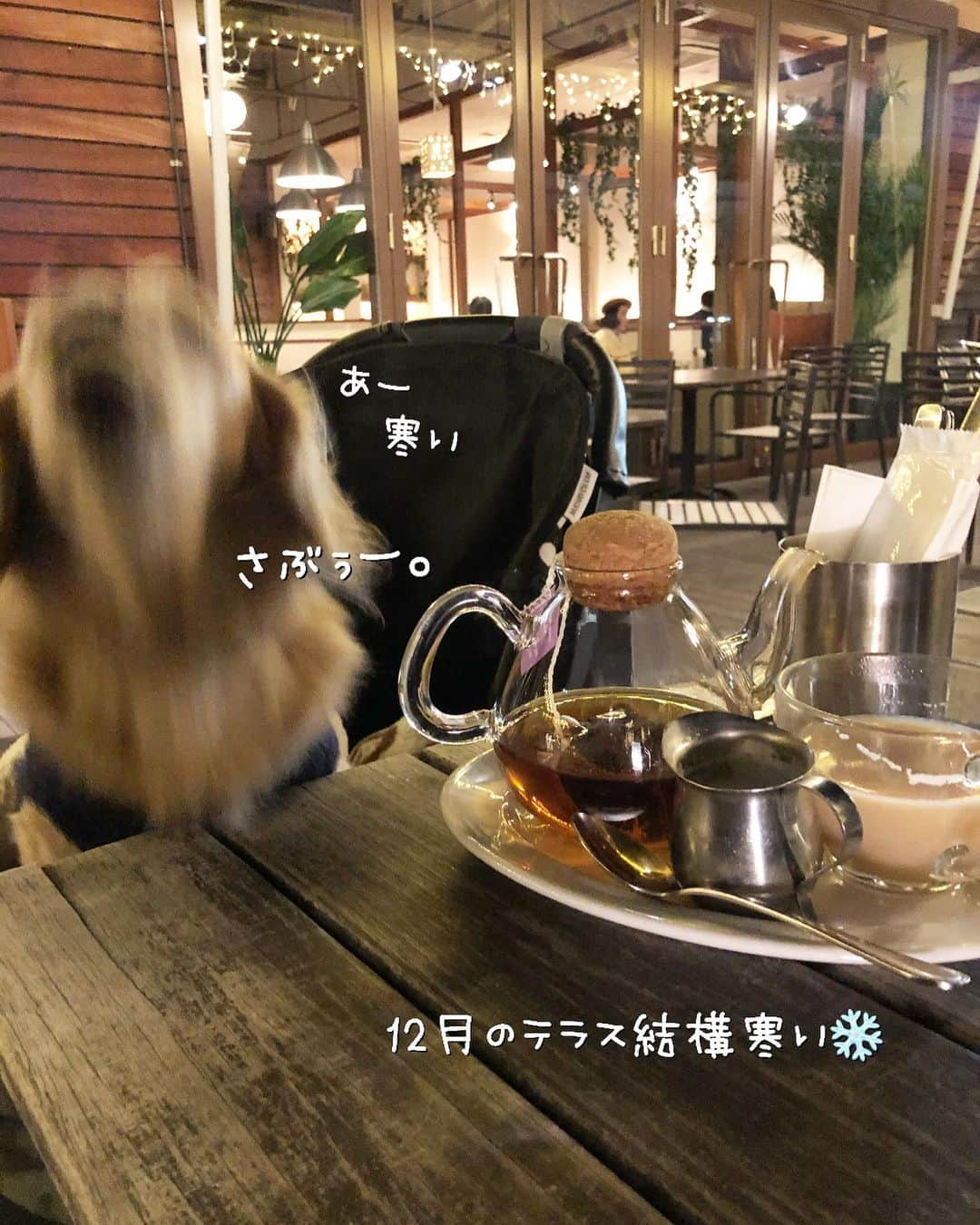 チズさんのインスタグラム写真 - (チズInstagram)「マロ🐶の常連カフェ☕️？で 夜お茶❤️ 冬のテラスは冷えるので❄️ 暖かくしておでかけしてね😉🖕 #マザームーンカフェ  #テラス席ワンコok 🐶💕 #サザンモール六甲  #犬とお出かけ  #Mダックス #ダックス#ミニチュアダックス #ミニチュアダックスフンド #短足犬 #短足部 #カニンヘンダックス #関西ダックス#親父犬 #シニア犬 #犬なしでは生きていけません会 #🐶#💕#ダックス13歳#初老ライフ#親父の日常#インスタでわんこみるのが日課 ♡♡」12月15日 23時11分 - sqi.chizu