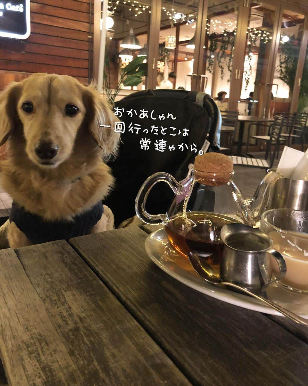 チズさんのインスタグラム写真 - (チズInstagram)「マロ🐶の常連カフェ☕️？で 夜お茶❤️ 冬のテラスは冷えるので❄️ 暖かくしておでかけしてね😉🖕 #マザームーンカフェ  #テラス席ワンコok 🐶💕 #サザンモール六甲  #犬とお出かけ  #Mダックス #ダックス#ミニチュアダックス #ミニチュアダックスフンド #短足犬 #短足部 #カニンヘンダックス #関西ダックス#親父犬 #シニア犬 #犬なしでは生きていけません会 #🐶#💕#ダックス13歳#初老ライフ#親父の日常#インスタでわんこみるのが日課 ♡♡」12月15日 23時11分 - sqi.chizu