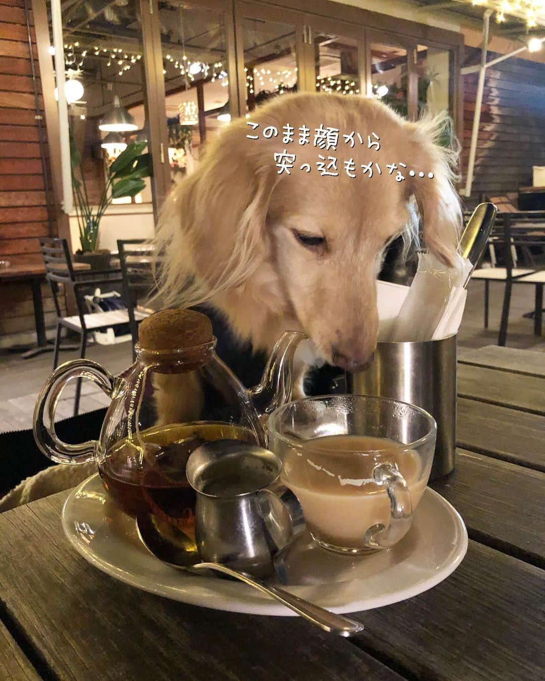 チズさんのインスタグラム写真 - (チズInstagram)「マロ🐶の常連カフェ☕️？で 夜お茶❤️ 冬のテラスは冷えるので❄️ 暖かくしておでかけしてね😉🖕 #マザームーンカフェ  #テラス席ワンコok 🐶💕 #サザンモール六甲  #犬とお出かけ  #Mダックス #ダックス#ミニチュアダックス #ミニチュアダックスフンド #短足犬 #短足部 #カニンヘンダックス #関西ダックス#親父犬 #シニア犬 #犬なしでは生きていけません会 #🐶#💕#ダックス13歳#初老ライフ#親父の日常#インスタでわんこみるのが日課 ♡♡」12月15日 23時11分 - sqi.chizu