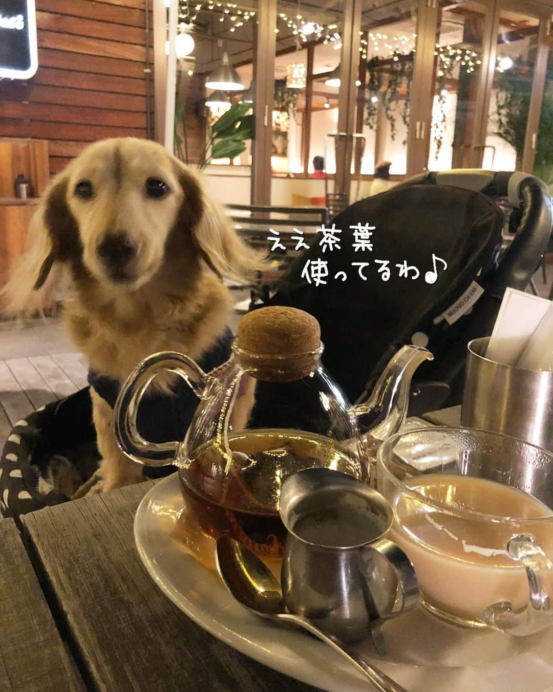 チズさんのインスタグラム写真 - (チズInstagram)「マロ🐶の常連カフェ☕️？で 夜お茶❤️ 冬のテラスは冷えるので❄️ 暖かくしておでかけしてね😉🖕 #マザームーンカフェ  #テラス席ワンコok 🐶💕 #サザンモール六甲  #犬とお出かけ  #Mダックス #ダックス#ミニチュアダックス #ミニチュアダックスフンド #短足犬 #短足部 #カニンヘンダックス #関西ダックス#親父犬 #シニア犬 #犬なしでは生きていけません会 #🐶#💕#ダックス13歳#初老ライフ#親父の日常#インスタでわんこみるのが日課 ♡♡」12月15日 23時11分 - sqi.chizu