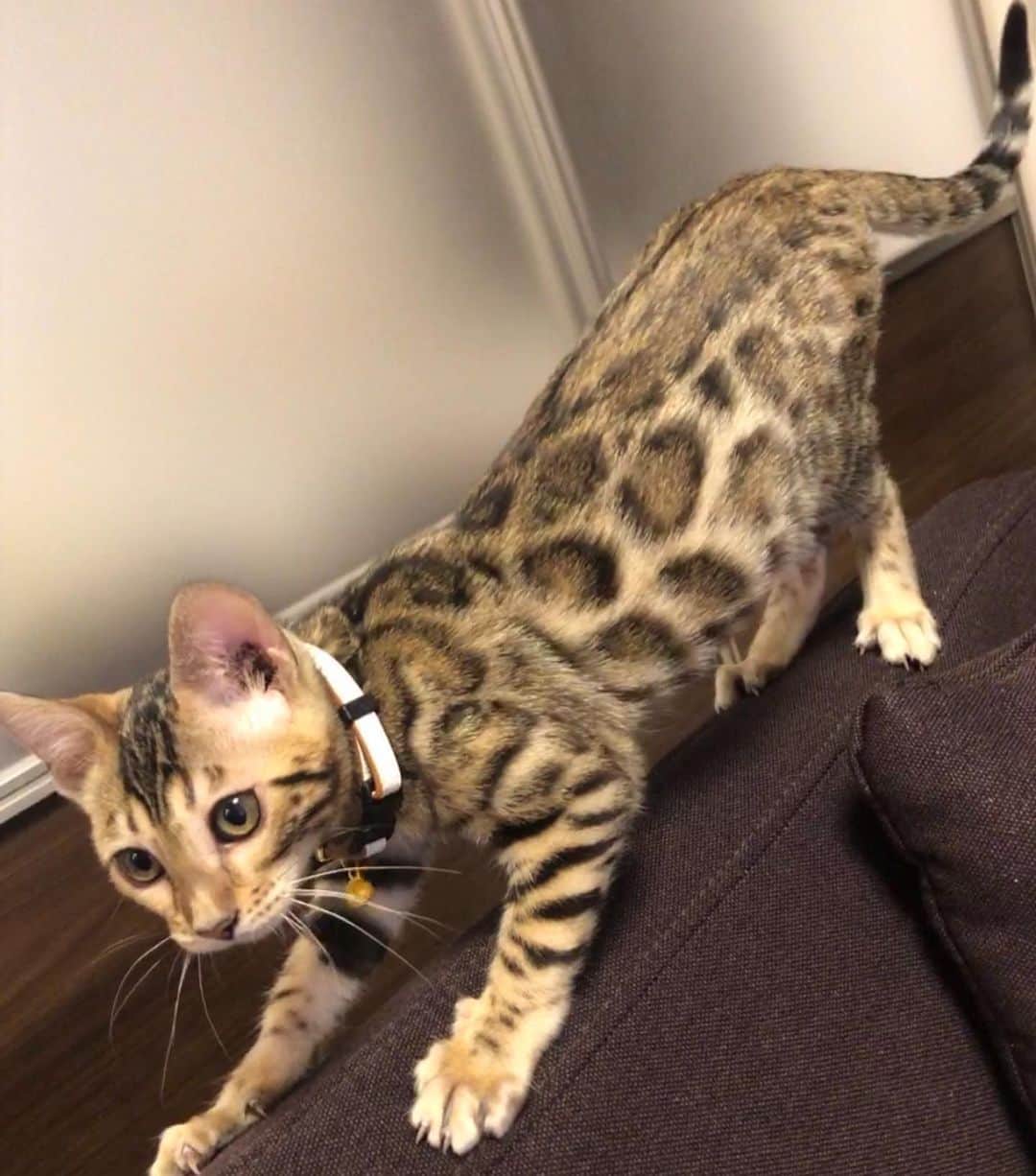 前田佳代乃のインスタグラム：「🐈人生初のにゃんこ🐈  現役時代からずっと動物と暮らしたいと考えていたけど、遠征が多くて厳しかったこともあり… 就職してお陰様で忙しい毎日なので犬も考えましたが人生初の猫と暮らすことにしました🙌  ただ猫アレルギー持ってるので保護猫は断念してアレルギー出にくい種類って事で @norzan.m さんにベンガルの女の子との縁を繋げてもらいました！ 名前はルナといいます。 いやーめっちゃ可愛い。 よく寝てよく食べよく走る。  にゃんこと暮らすの初めてなので色々教えてもらえると嬉しいです✨」