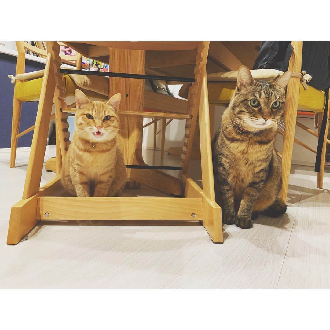 kainatsuさんのインスタグラム写真 - (kainatsuInstagram)「お夜食！くださいな！！ #guru_guru_guruli  #oto_no_koto #ぐるりとおと #保護猫」12月16日 0時21分 - natsugram_life