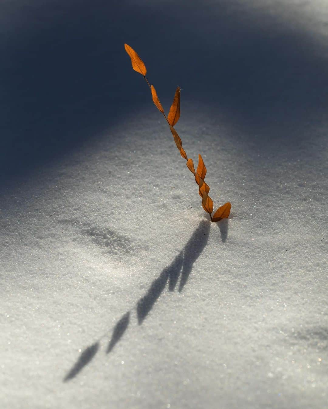 アンジー・ペインさんのインスタグラム写真 - (アンジー・ペインInstagram)「Winter. • • • • • #macro #macrophotography #landscape #landscapephotography」12月16日 0時54分 - angelajpayne