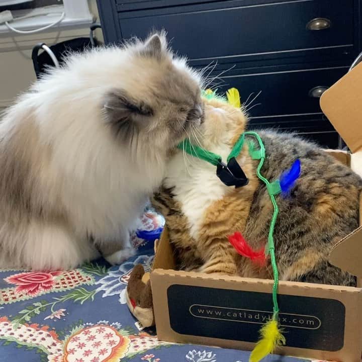 Tinaのインスタグラム：「Christmas spirit ✅🎄」