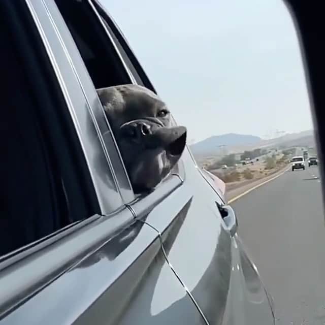 のインスタグラム：「Frenchie flag blowing in the wind 😂 ———TAG DOG LOVERS——- #frenchie #frenchies #frenchiesofinstagram #instafrenchie #dog #dogs #instadogs #dogsofinstagram #dogstagram #dogs_of_instagram #lovedogs #pup #instapup 📽 @thefrenchiefitz」