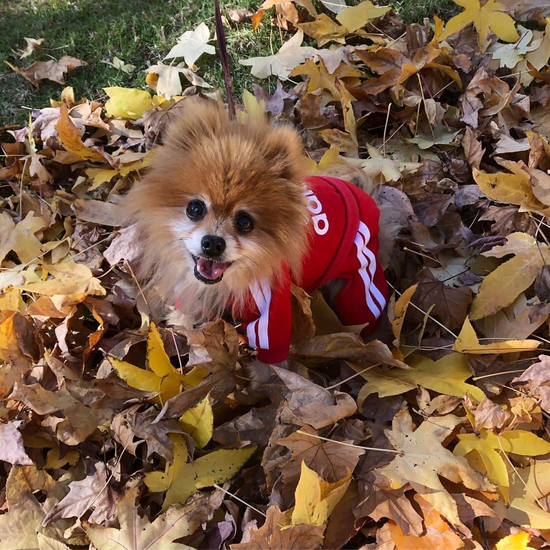 エレナ・サチンのインスタグラム：「Sunday funday 🍂」