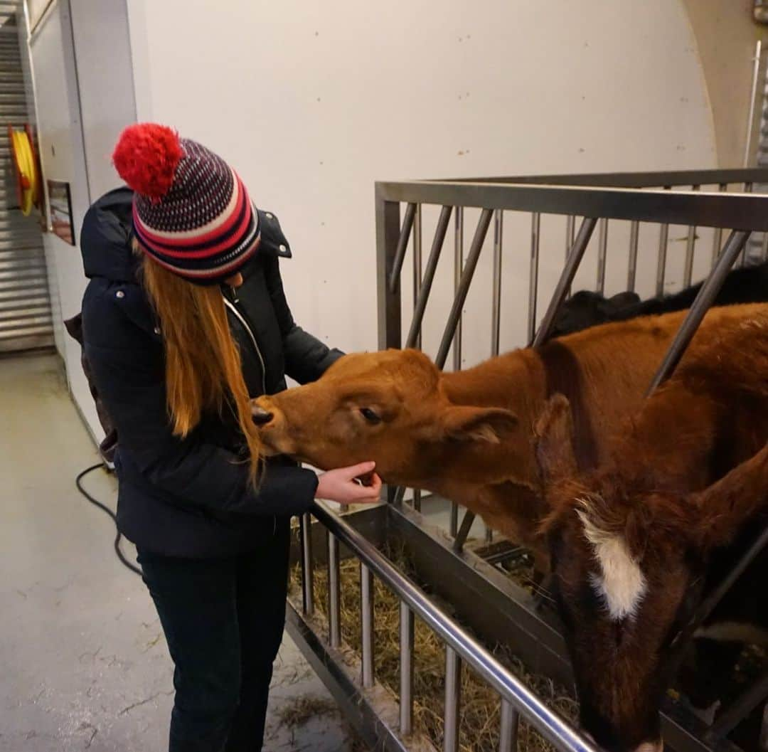 ケイティ・パスフィールドのインスタグラム：「It’s called STRAWberry blonde for a reason 🤷‍♀️ #imasnacc #hairtastesyum #cowsoficeland」